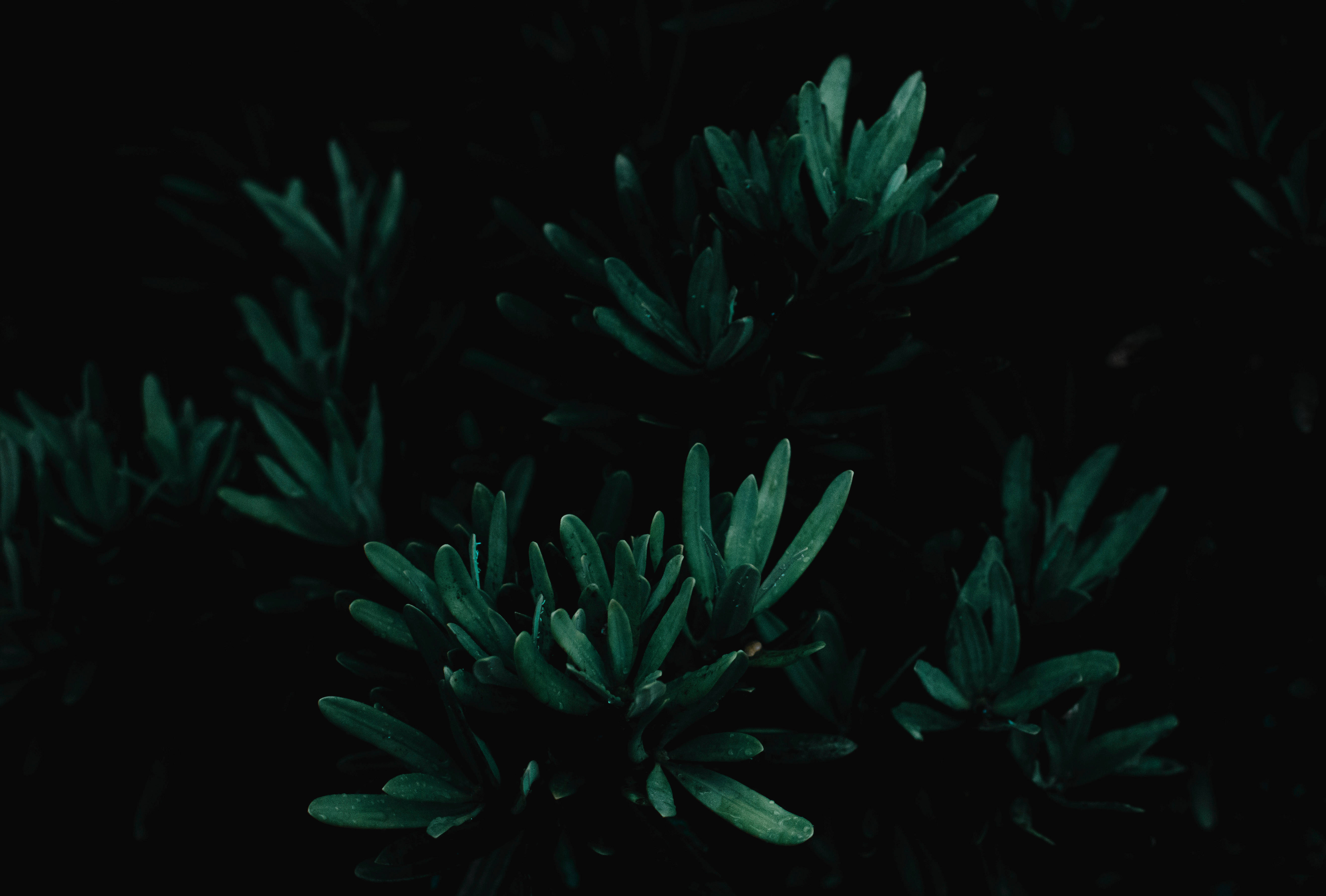 Dim 桌布 壁紙 — 深藍綠色多肉葉片在漆黑背景上微妙發光，營造出情緒化的微距拍攝效果。
