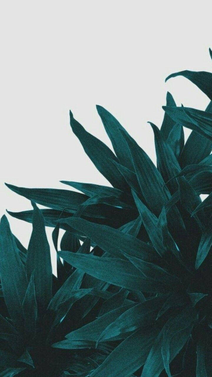 桌布 壁紙 — 深藍綠色尖刺葉片在柔和的淺灰色背景上豎立，構成極簡植物構圖。
