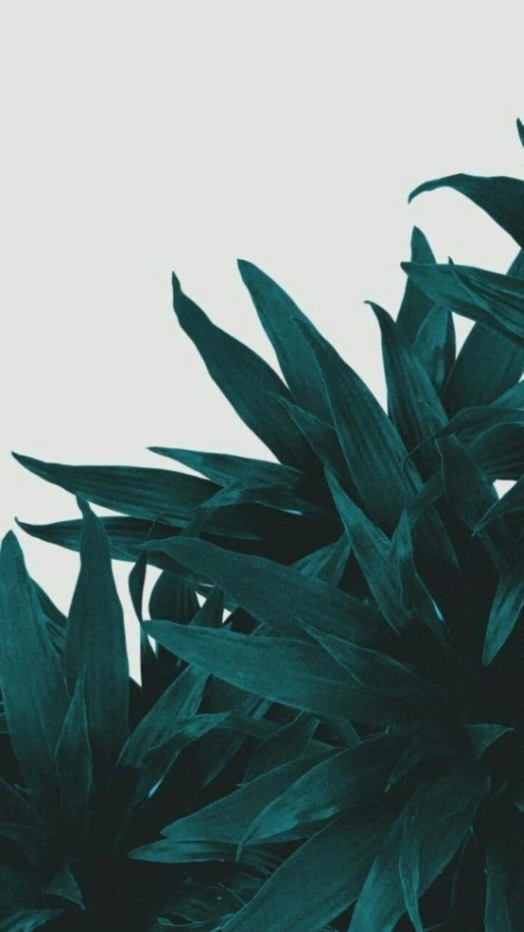 Olive Green iPhone 桌布 壁紙 — 深藍綠色尖刺葉片在柔和的淺灰色背景上豎立，形成極簡植物構圖。