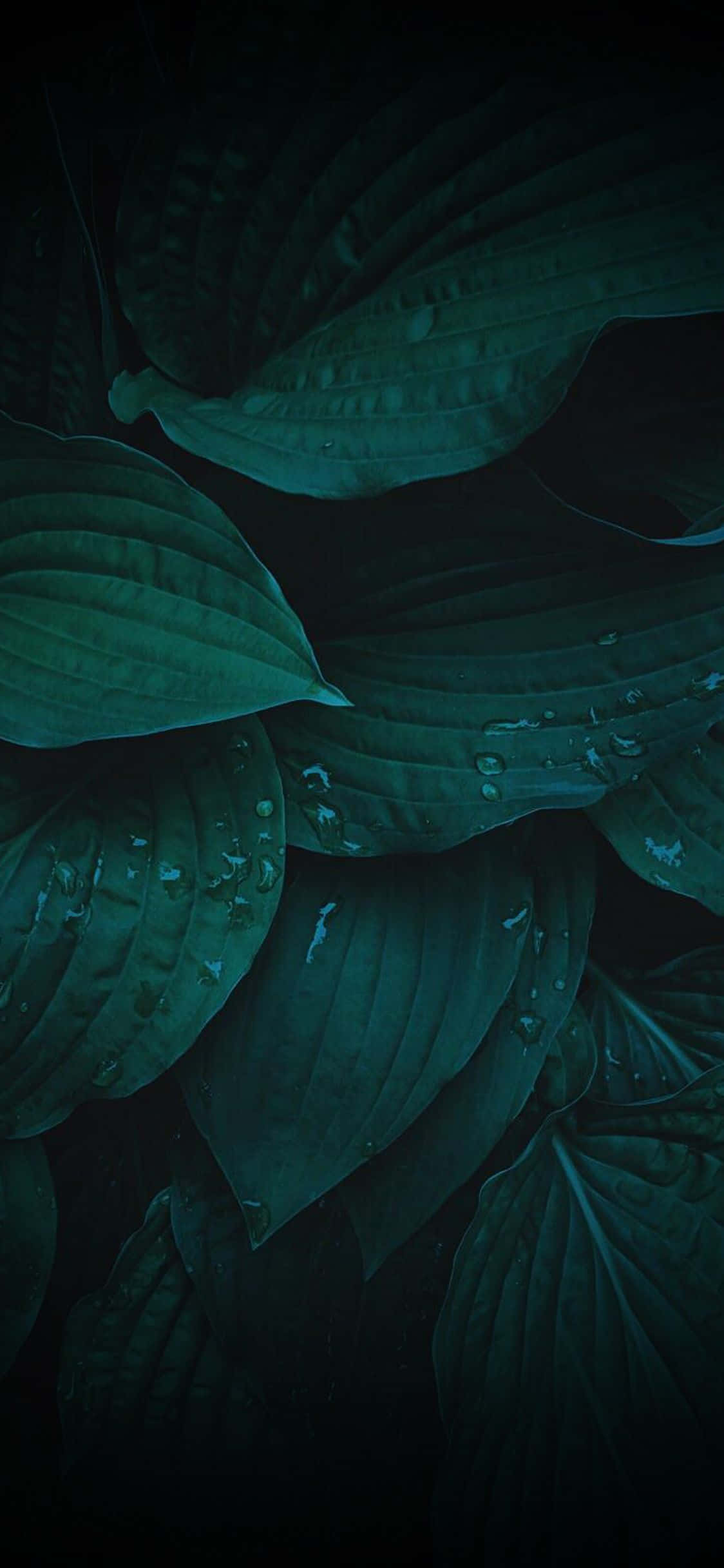 Green Phone 桌布 壁紙 — 深藍綠色玉簪葉在陰影背景下閃爍著露珠，營造出憂鬱的特寫鏡頭。