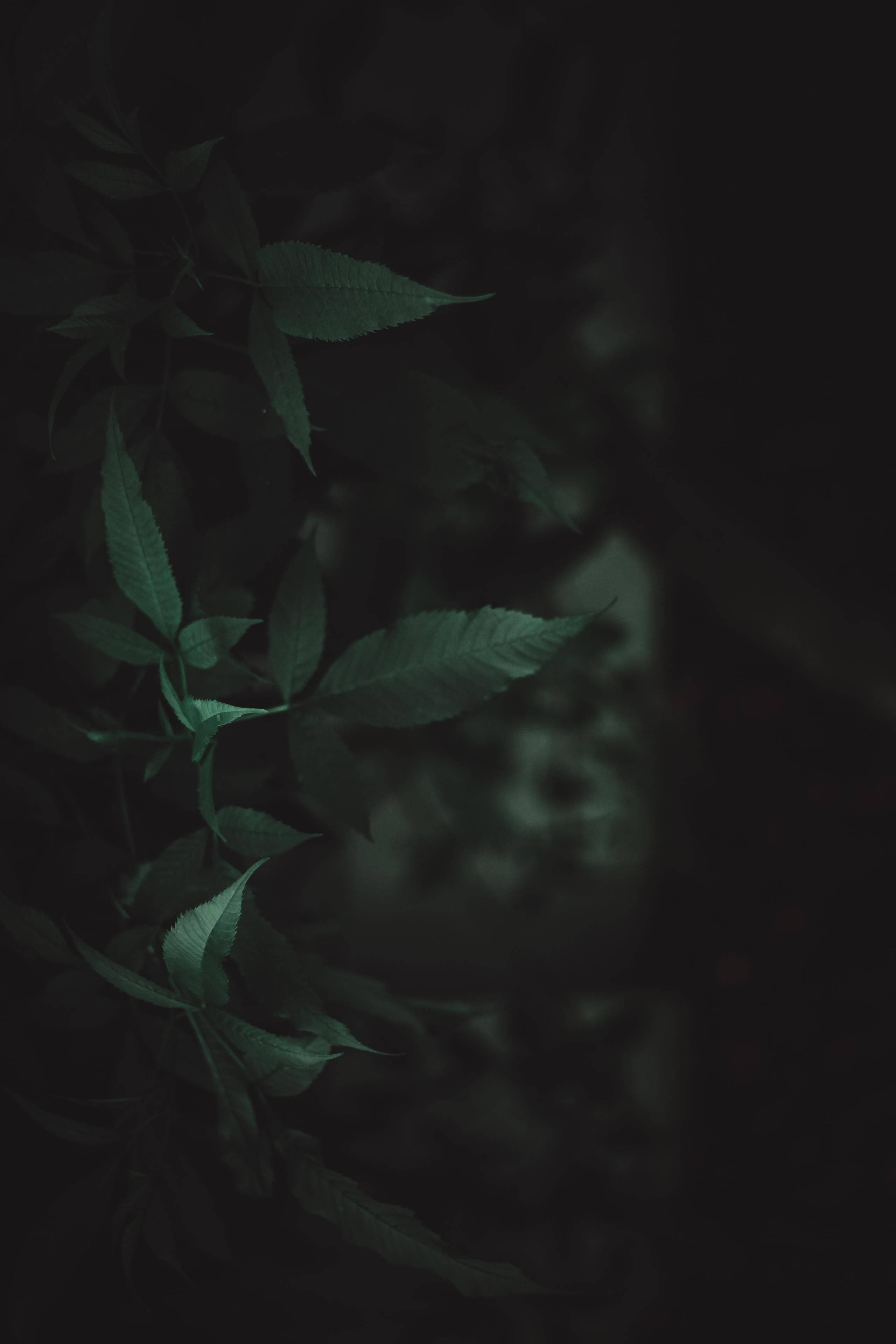 自然 桌布 壁紙 — 深藍綠色葉子在黑色背景上柔和發光，營造出情緒化的特寫鏡頭。