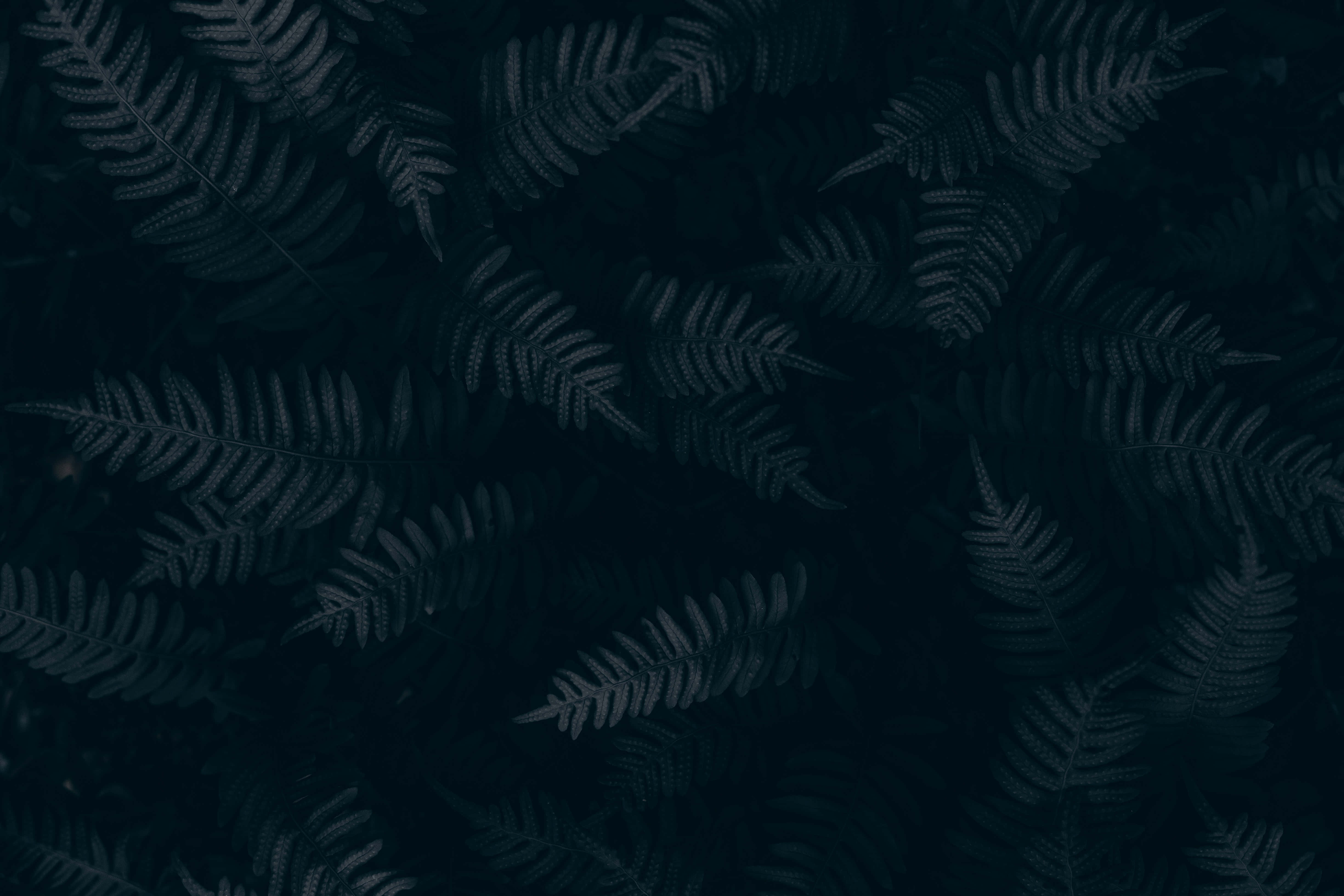 Black And White Aesthetic Pc 桌布 壁紙 — 深藍綠色蕨類葉片在深邃陰暗的背景上形成密集的有機圖案。