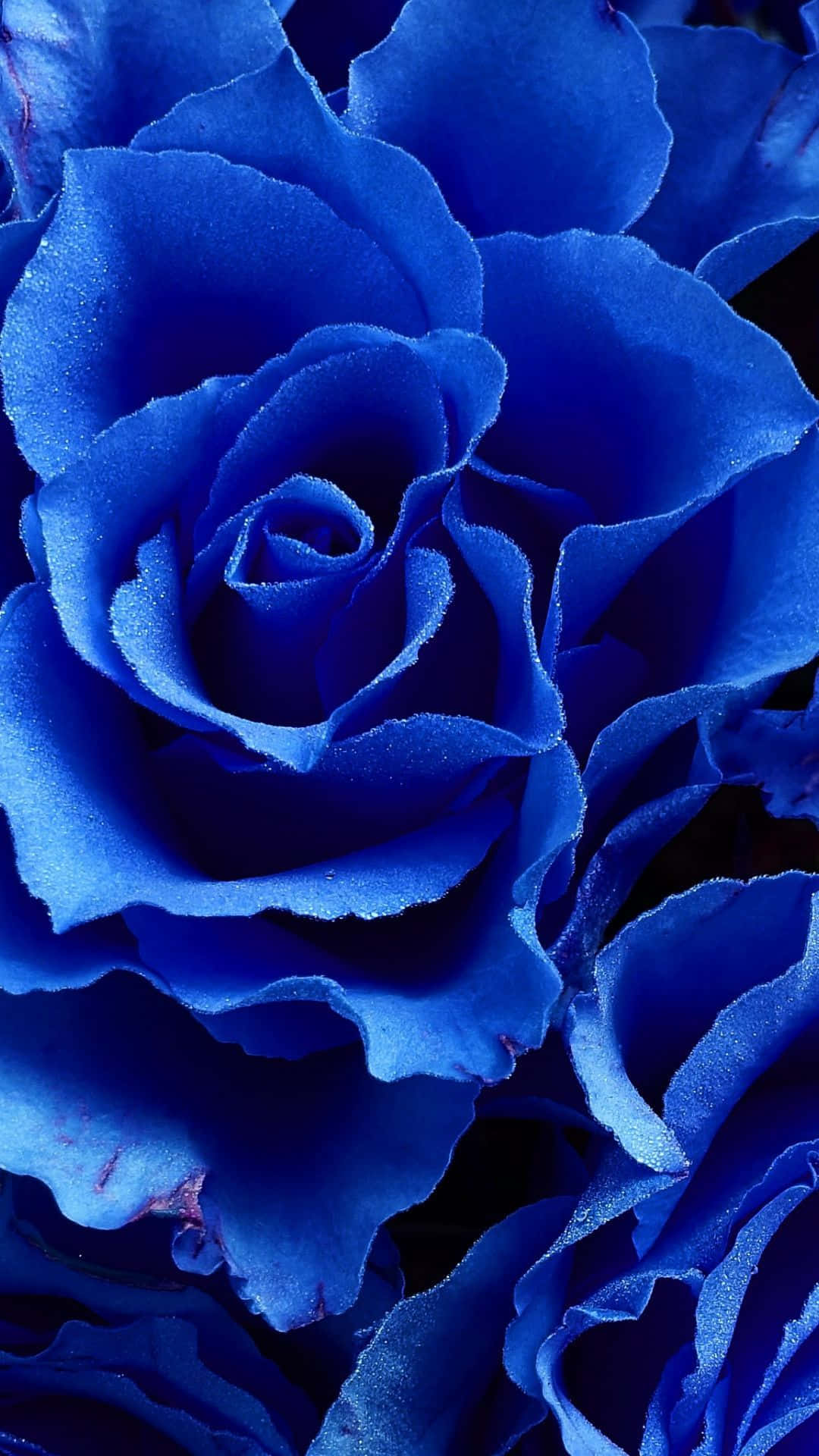 Dark Blue Rose Abstract 桌布 壁紙 — 深藍色天鵝絨玫瑰的特寫，花瓣層次複雜，在深色背景上帶有柔和的高光。