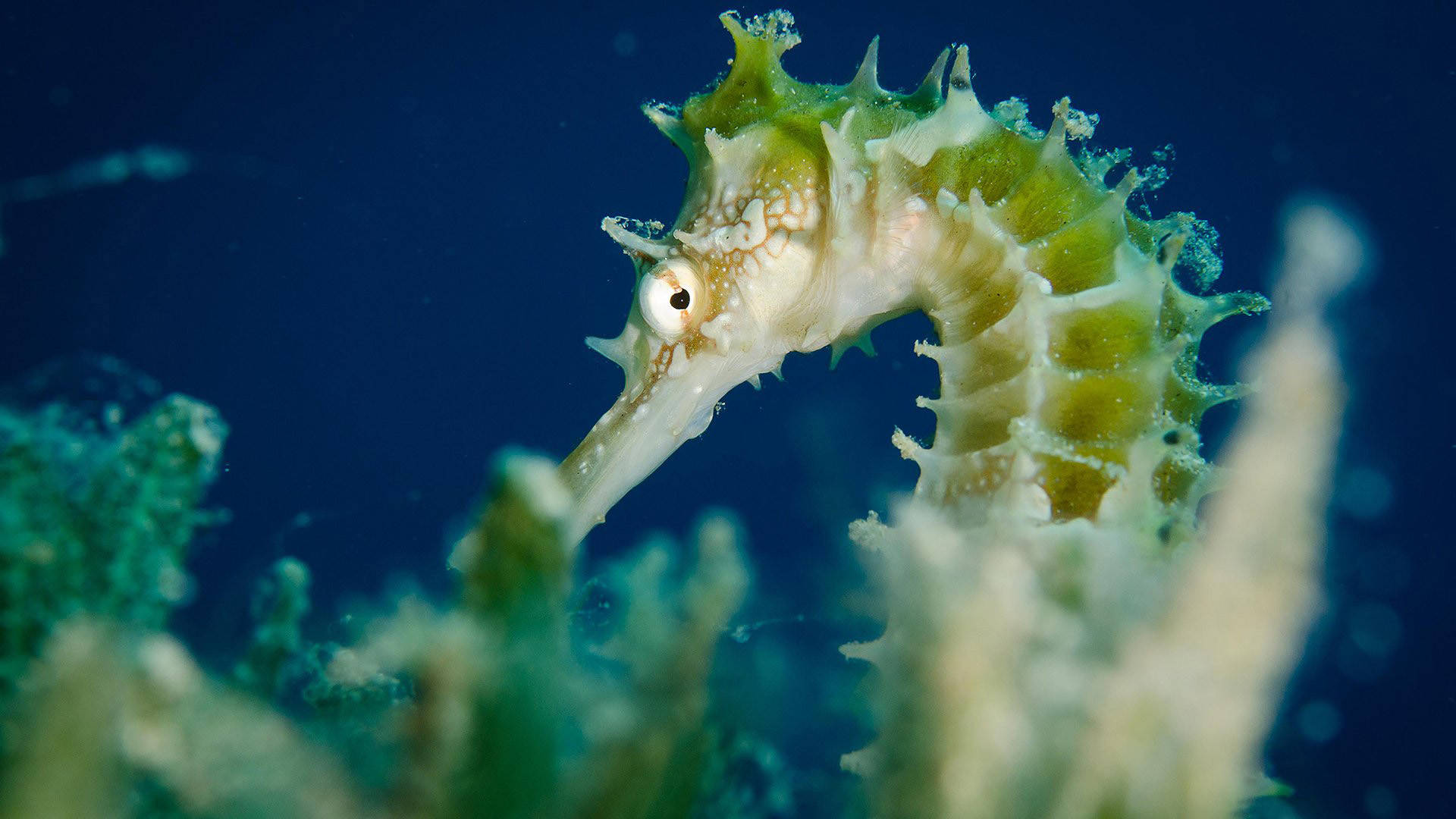 海馬 桌布 壁紙 — 深藍色海水中，一隻綠色海馬長有尖刺魚鰭，在柔軟珊瑚間優雅游動的特寫。