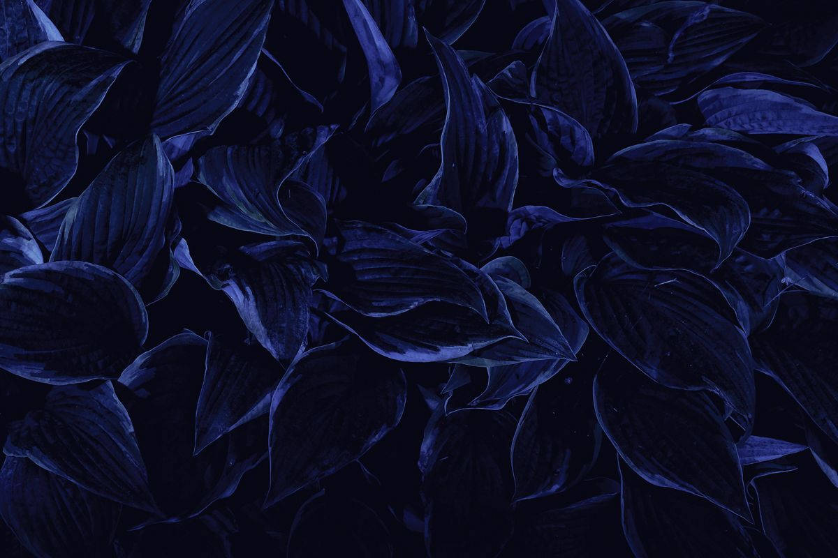 Aesthetic Dark Blue 桌布 壁紙 — 深藍色玉簪葉的特寫，戲劇性的燈光營造出深邃陰影和發光邊緣。