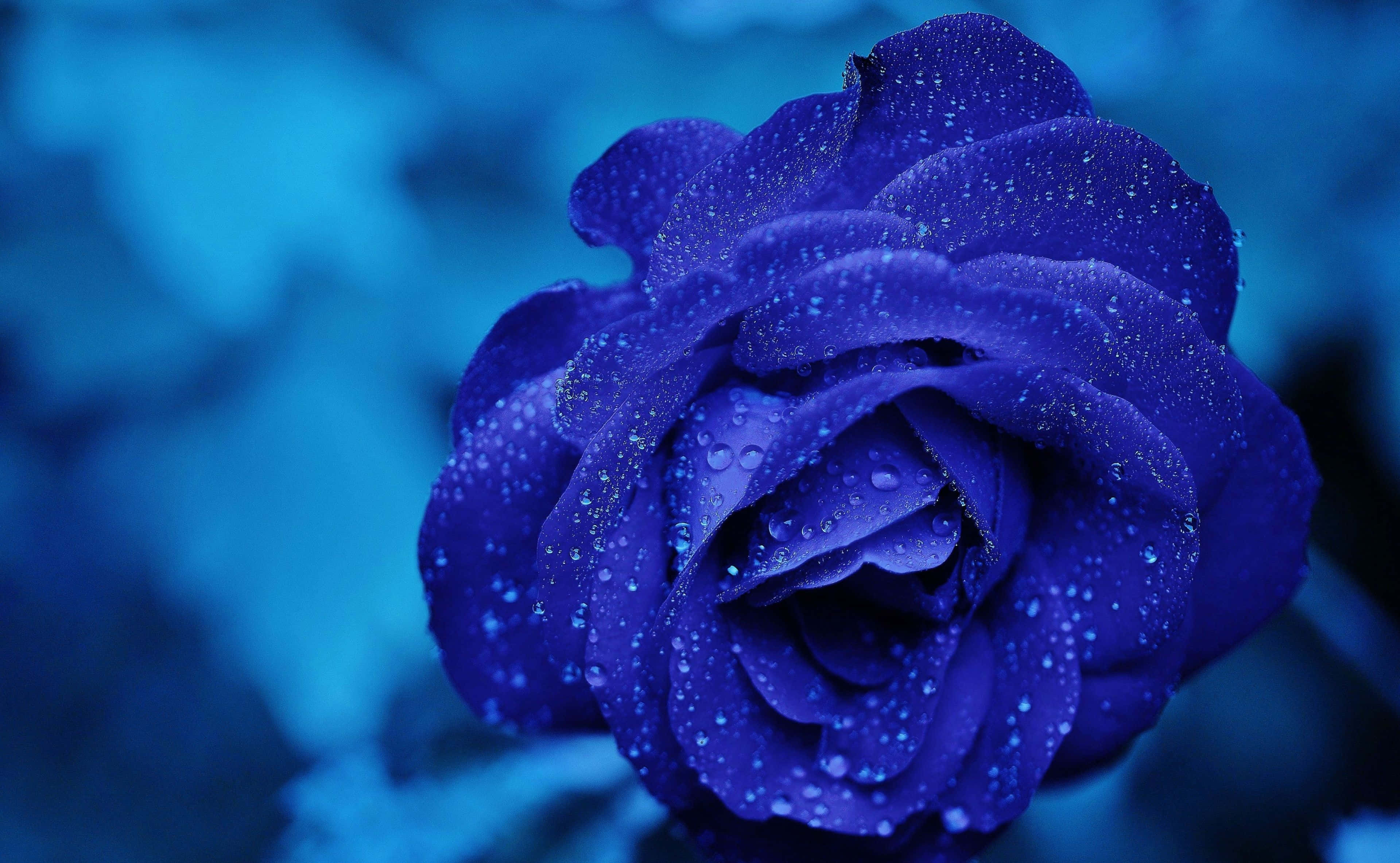 Rose Flower 桌布 壁紙 — 深藍色玫瑰在模糊的藍色背景下閃爍著露珠的特寫。