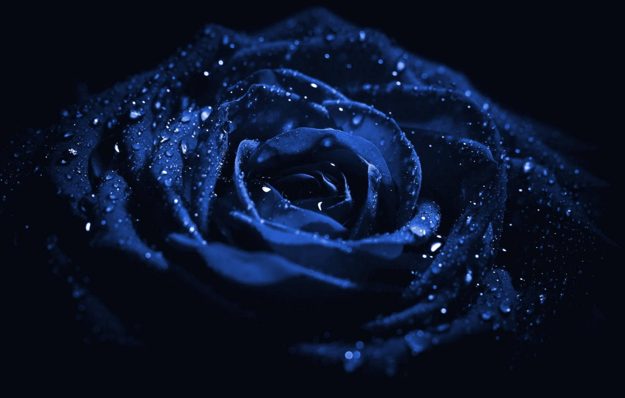 Aesthetic Dark Blue 桌布 壁紙 — 深藍色玫瑰在黑暗背景下閃爍著水滴的特寫。