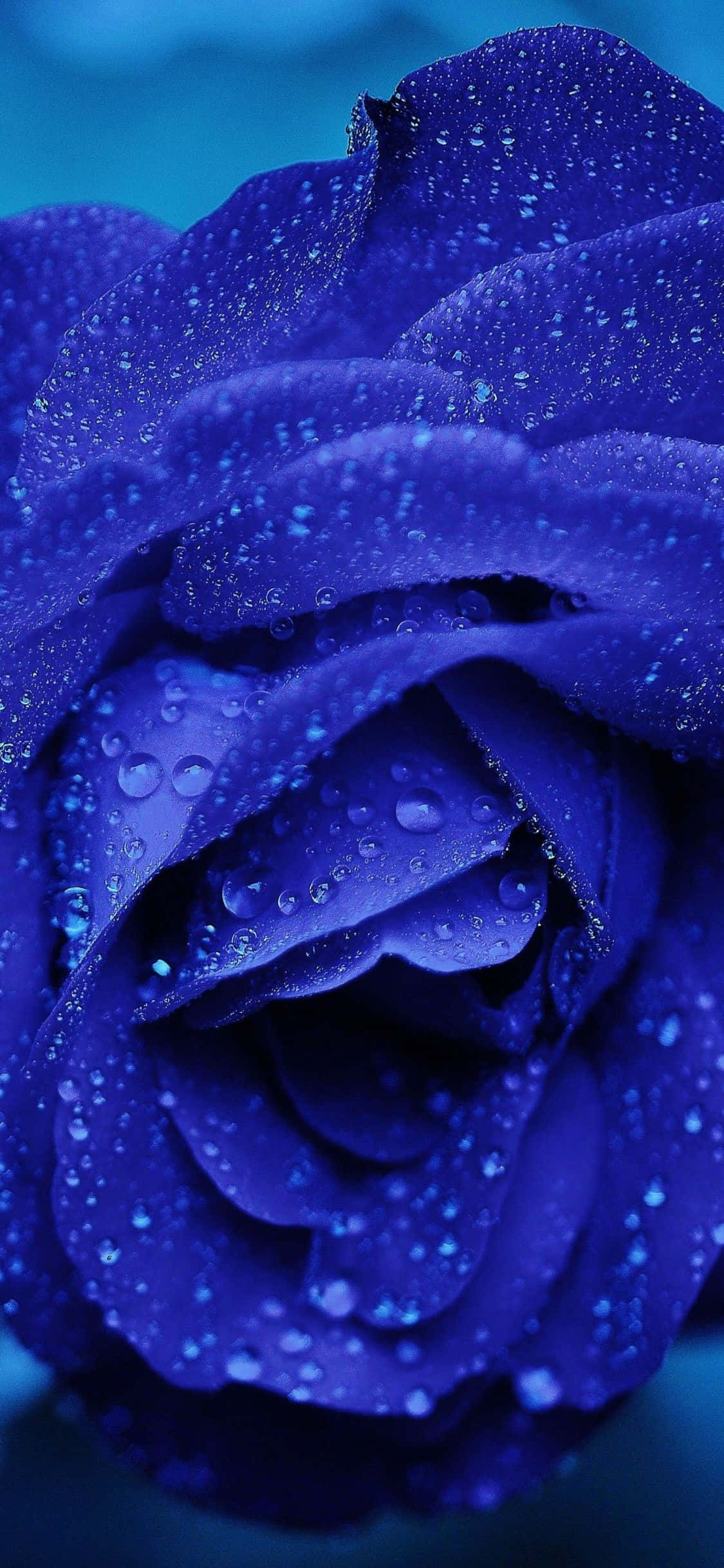 Dark Blue Rose Abstract 桌布 壁紙 — 深藍色玫瑰的特寫，其天鵝絨般的花瓣上閃爍著水珠，背景為柔和的藍色。