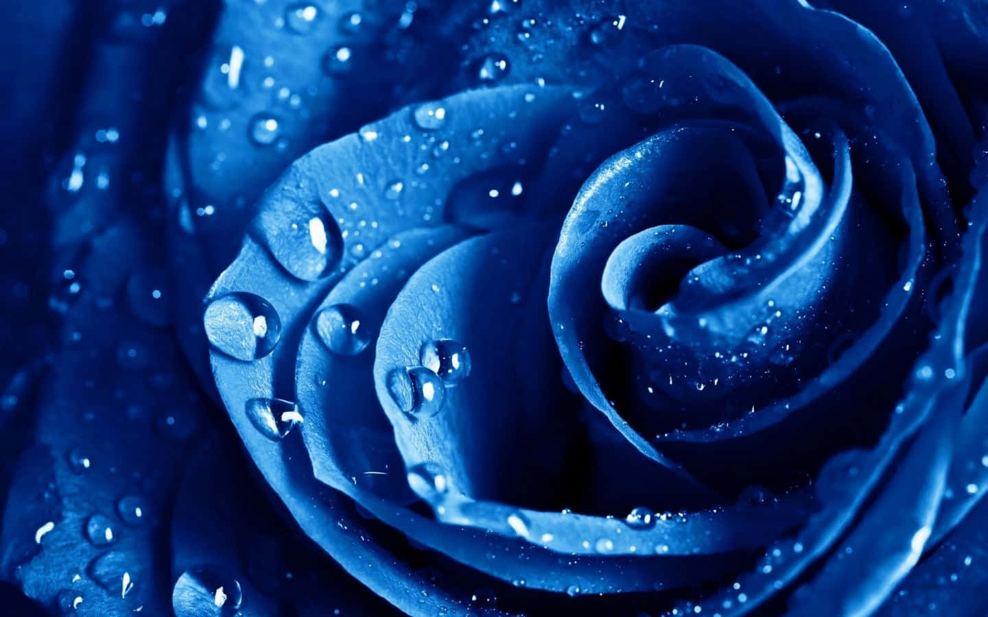 Rose Flower 桌布 壁紙 — 深藍色玫瑰的特寫，天鵝絨般的花瓣上閃爍著水珠。