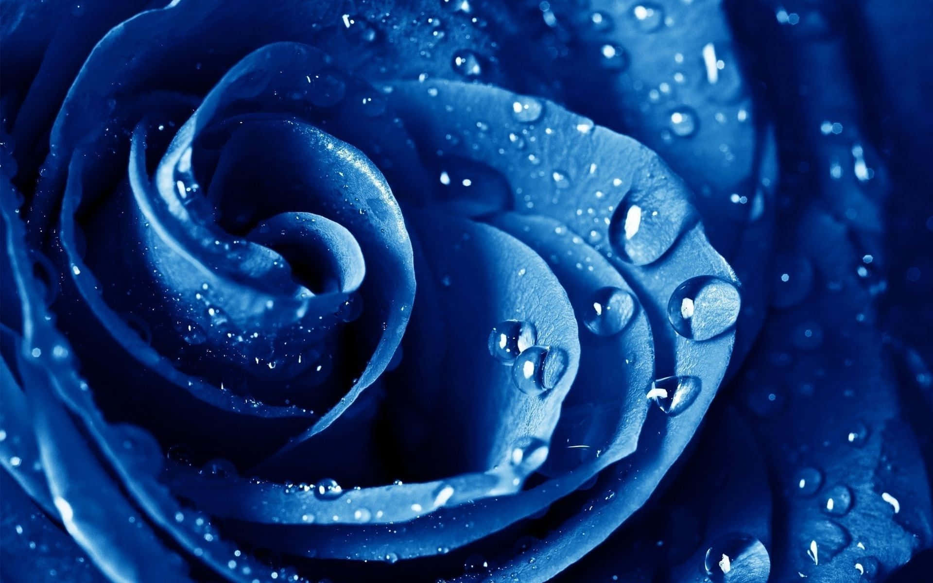 Blue Rose 桌布 壁紙 — 深藍色玫瑰的特寫，天鵝絨般的花瓣上閃爍著水珠。