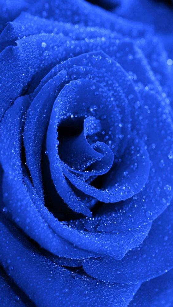 dark blue aesthetic tumblr 桌布 壁紙 — 深藍色玫瑰的特寫，露珠在其天鵝絨般的花瓣上閃閃發光。