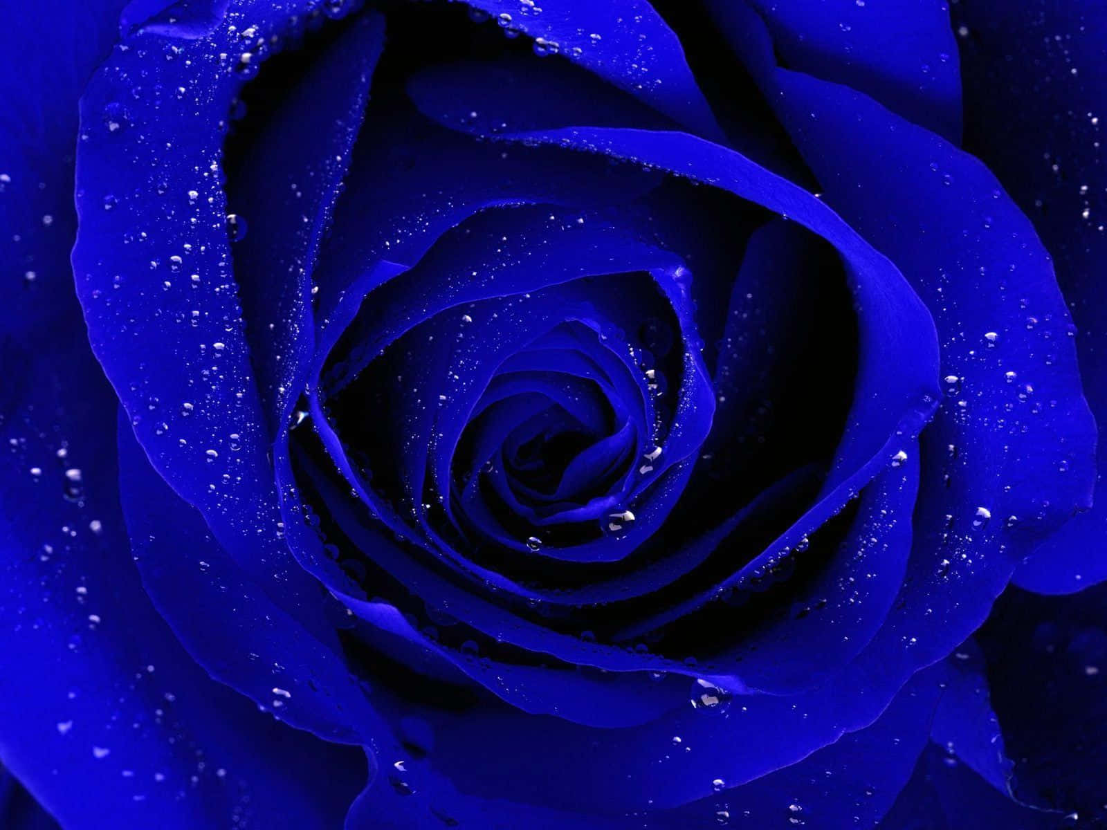 Rose Flower 桌布 壁紙 — 深藍色玫瑰的特寫，露珠在絲絨般的花瓣上閃爍，色彩飽和豐富。