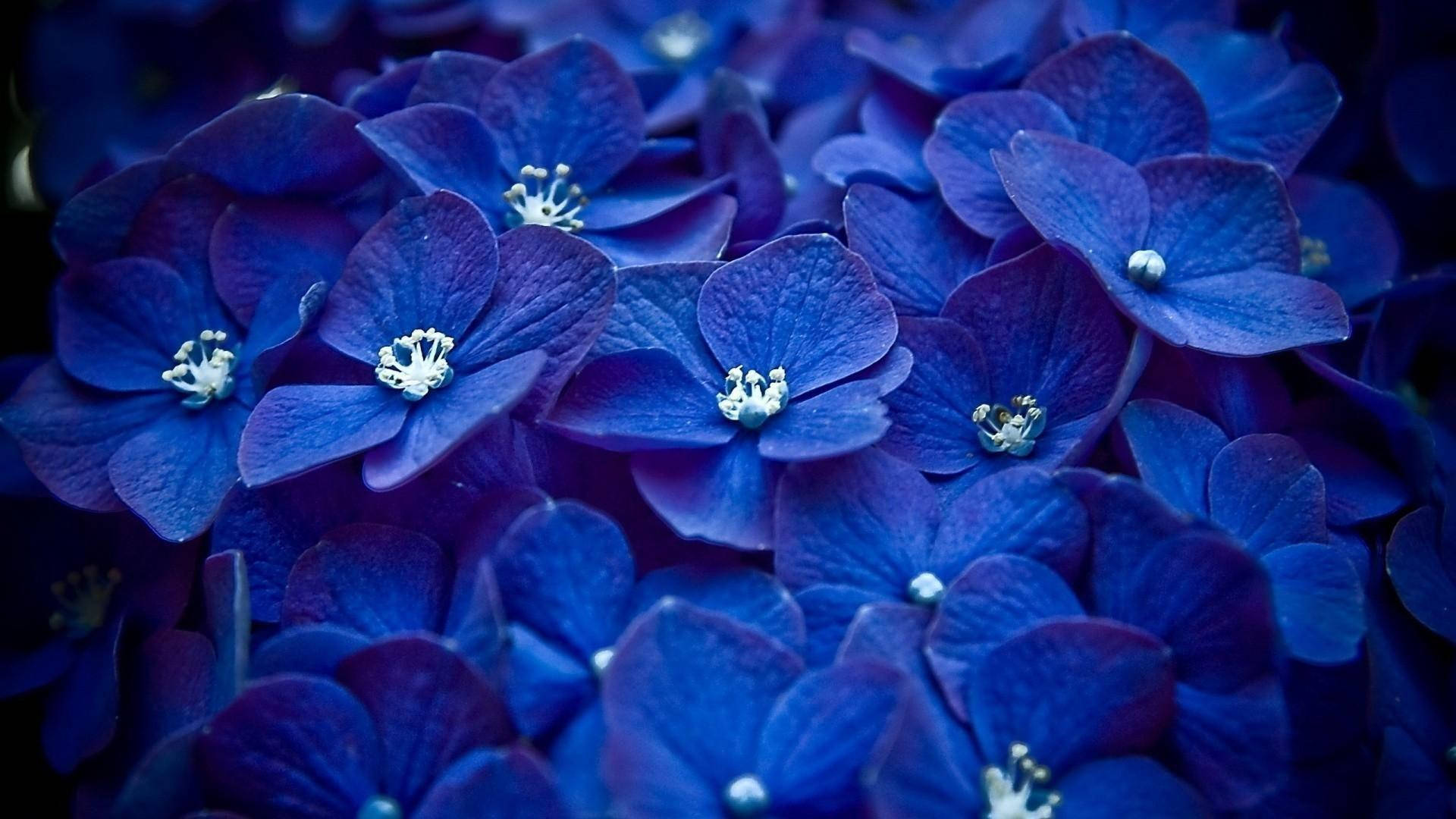 Blue Flower 桌布 壁紙 — 深藍色繡球花近距離特寫，白色花心，花瓣如天鵝絨般柔軟，柔和焦點。