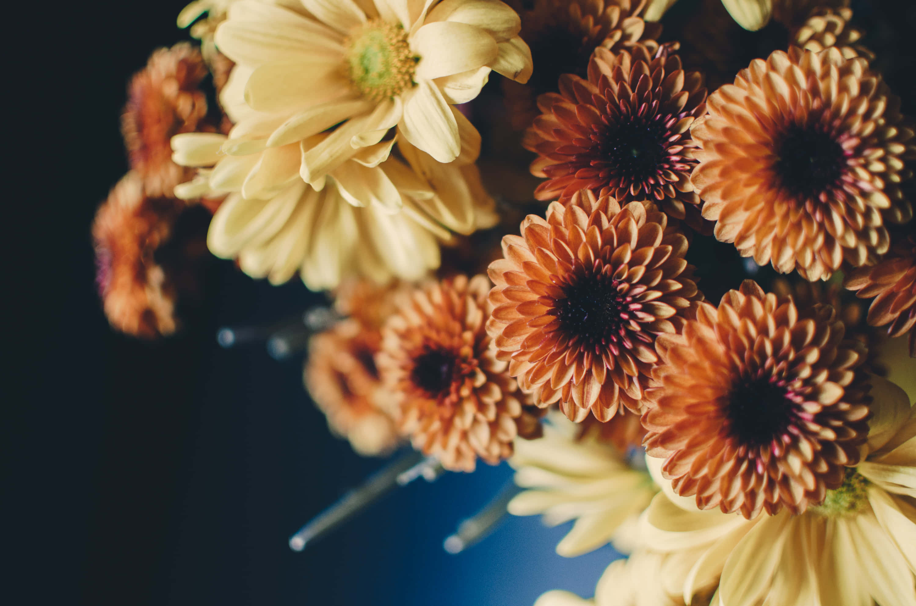 Fall Flowers 桌布 壁紙 — 深藍色背景下，鮮豔的橙色和奶油色非洲菊雛菊的特寫，中心深色。