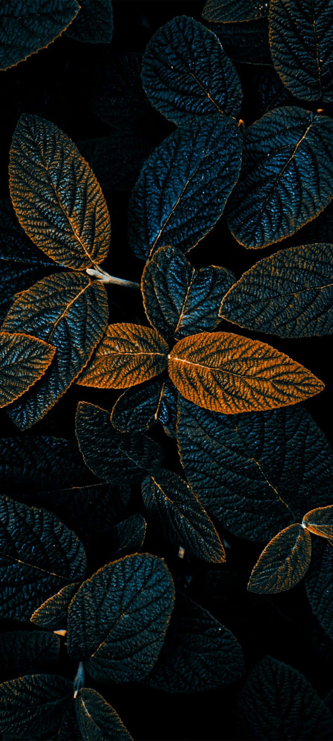 Pixel 7 桌布 壁紙 — 深藍色葉片帶有金橙色亮點，在黑色背景上發光，營造出陰鬱的特寫效果。