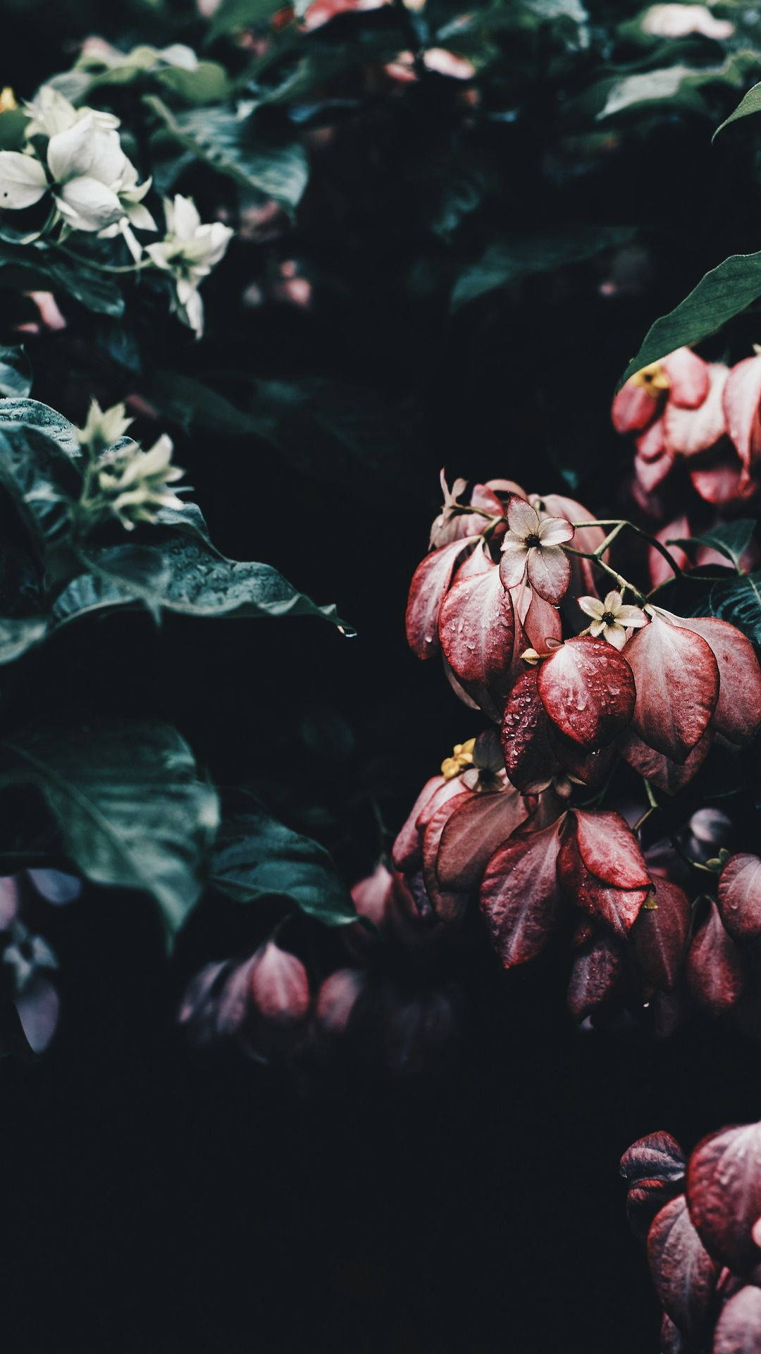 Plant iPhone 桌布 壁紙 — 深酒紅色和白色的花朵帶著露珠，在陰暗的花園場景中，在深綠色葉子的襯托下柔和地發光。