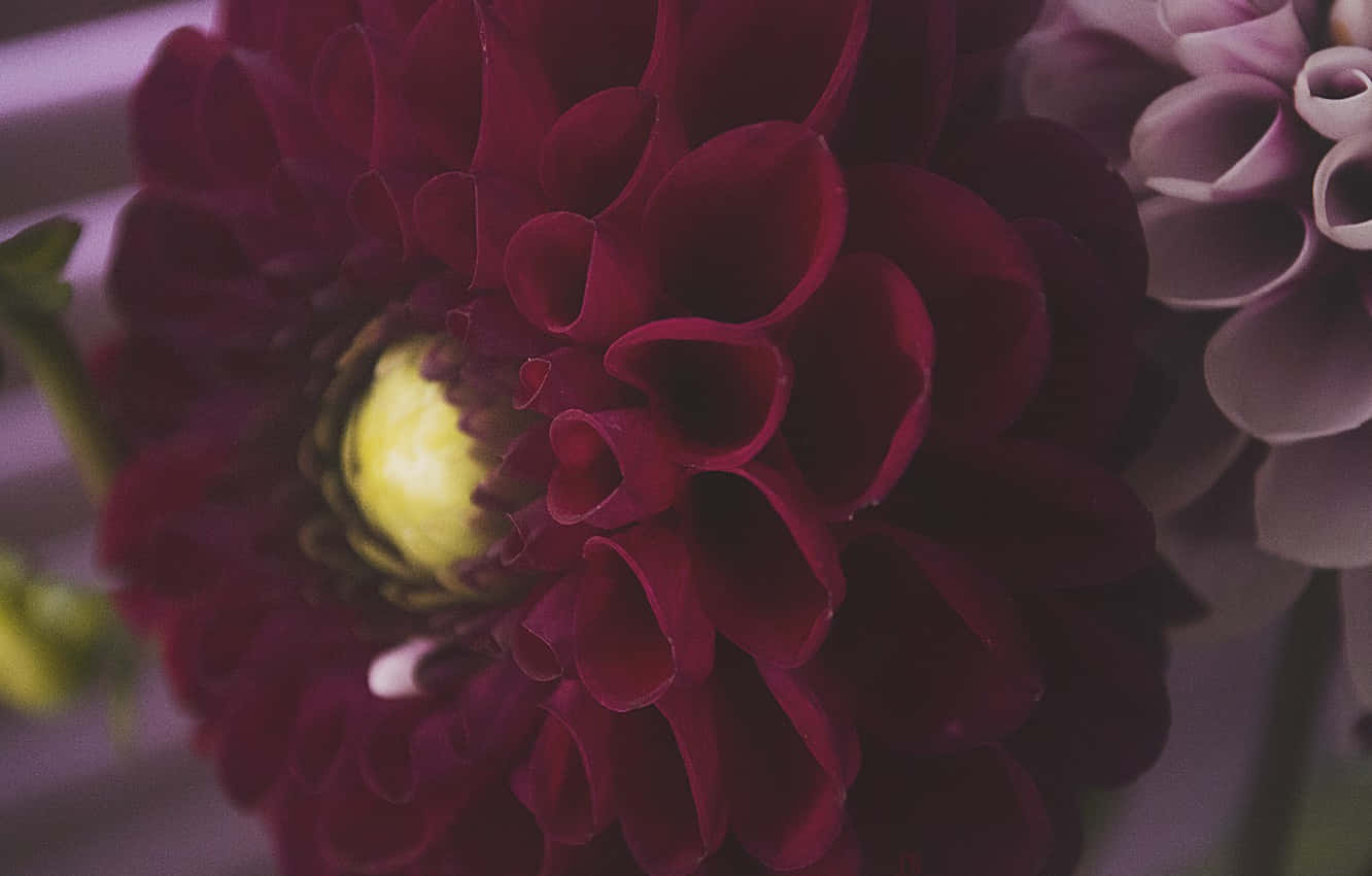 Burgundy Flower 桌布 壁紙 — 深酒紅色大麗花的特寫，中心亮黃色，周圍環繞著柔軟的紫色花瓣。