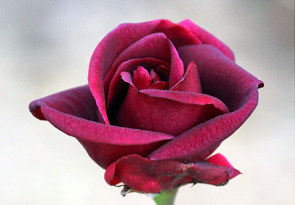 Roses 桌布 壁紙 — 深酒紅色玫瑰的特寫，天鵝絨般的花瓣在柔和的模糊背景下展開。