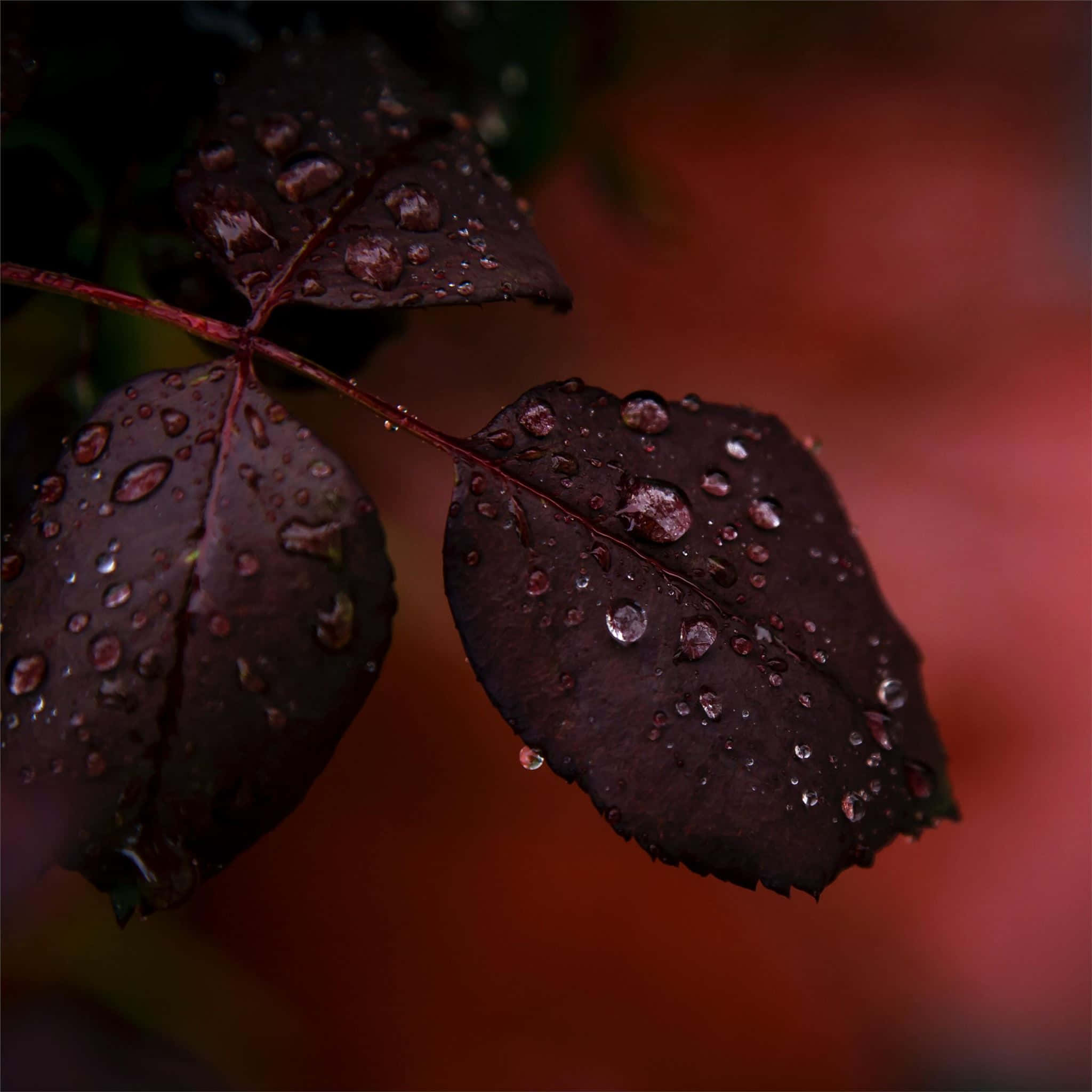 Rain 4K 桌布 壁紙 — 深酒紅色玫瑰葉在柔和模糊的紅色背景上閃爍著露珠。