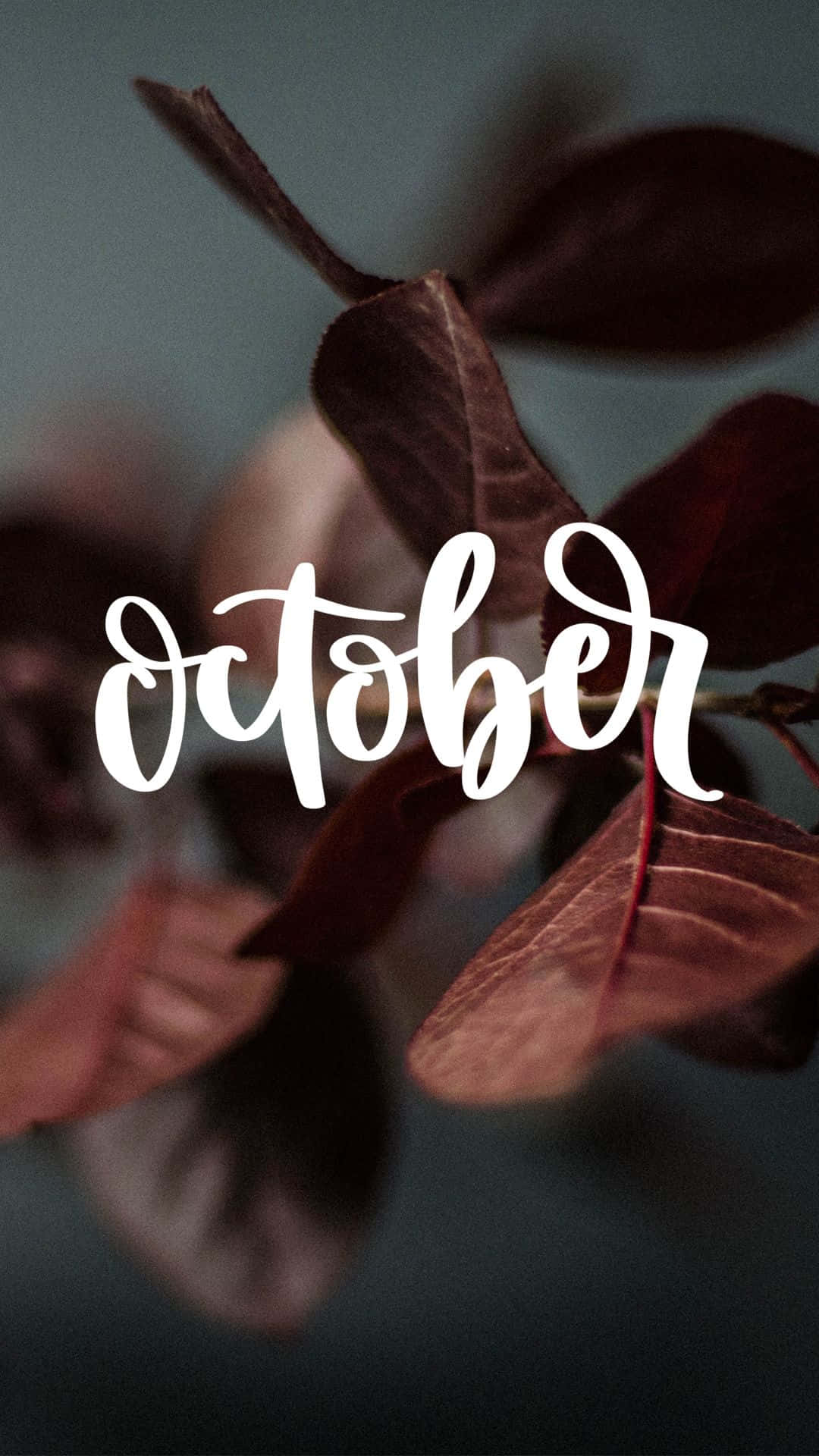 October 桌布 壁紙 — 深酒紅色秋葉的特寫，上面覆蓋著優雅的白色草書字體「十月」。