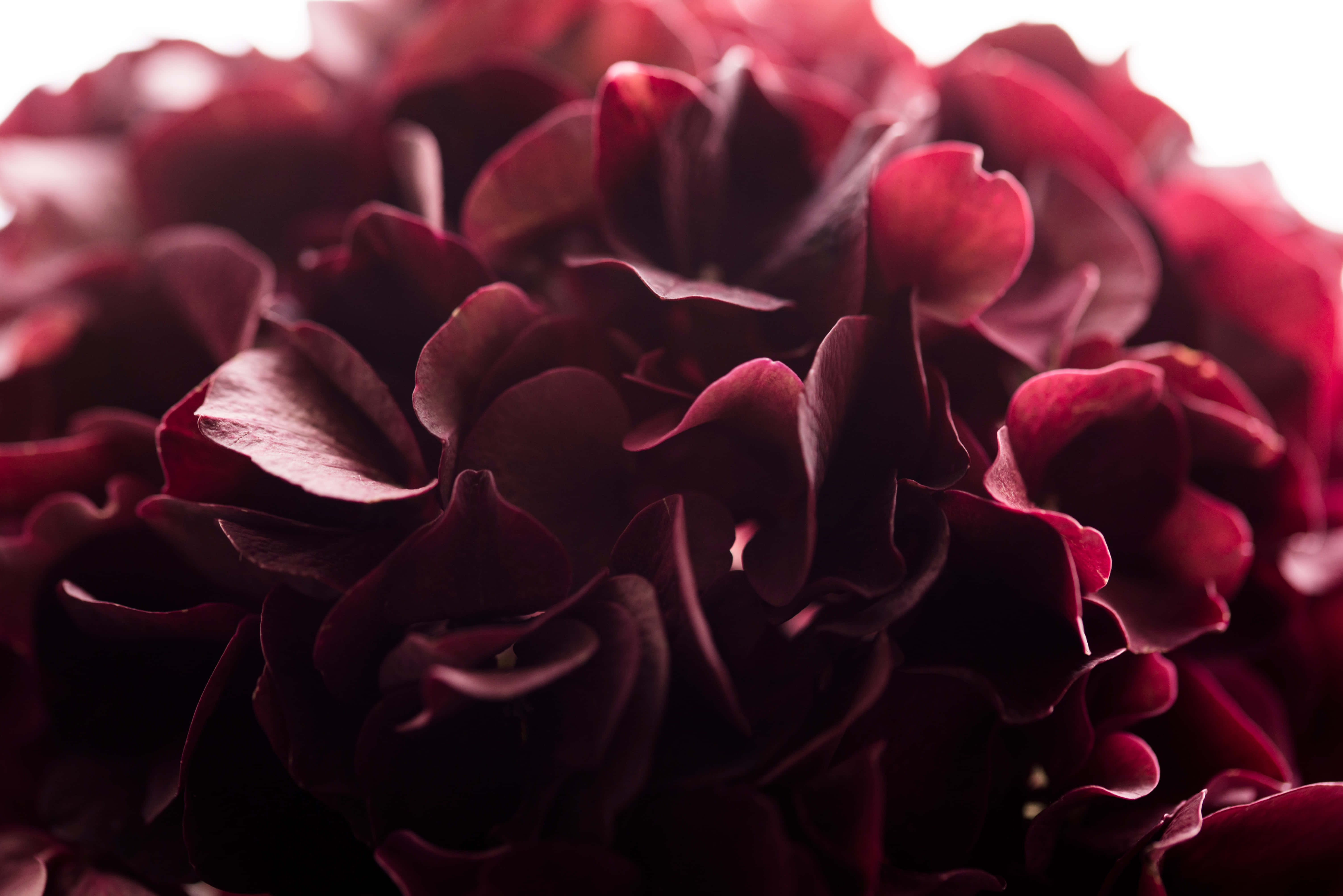 Burgundy Flower 桌布 壁紙 — 深酒紅色繡球花瓣的特寫，柔和光線突顯其層次質感。