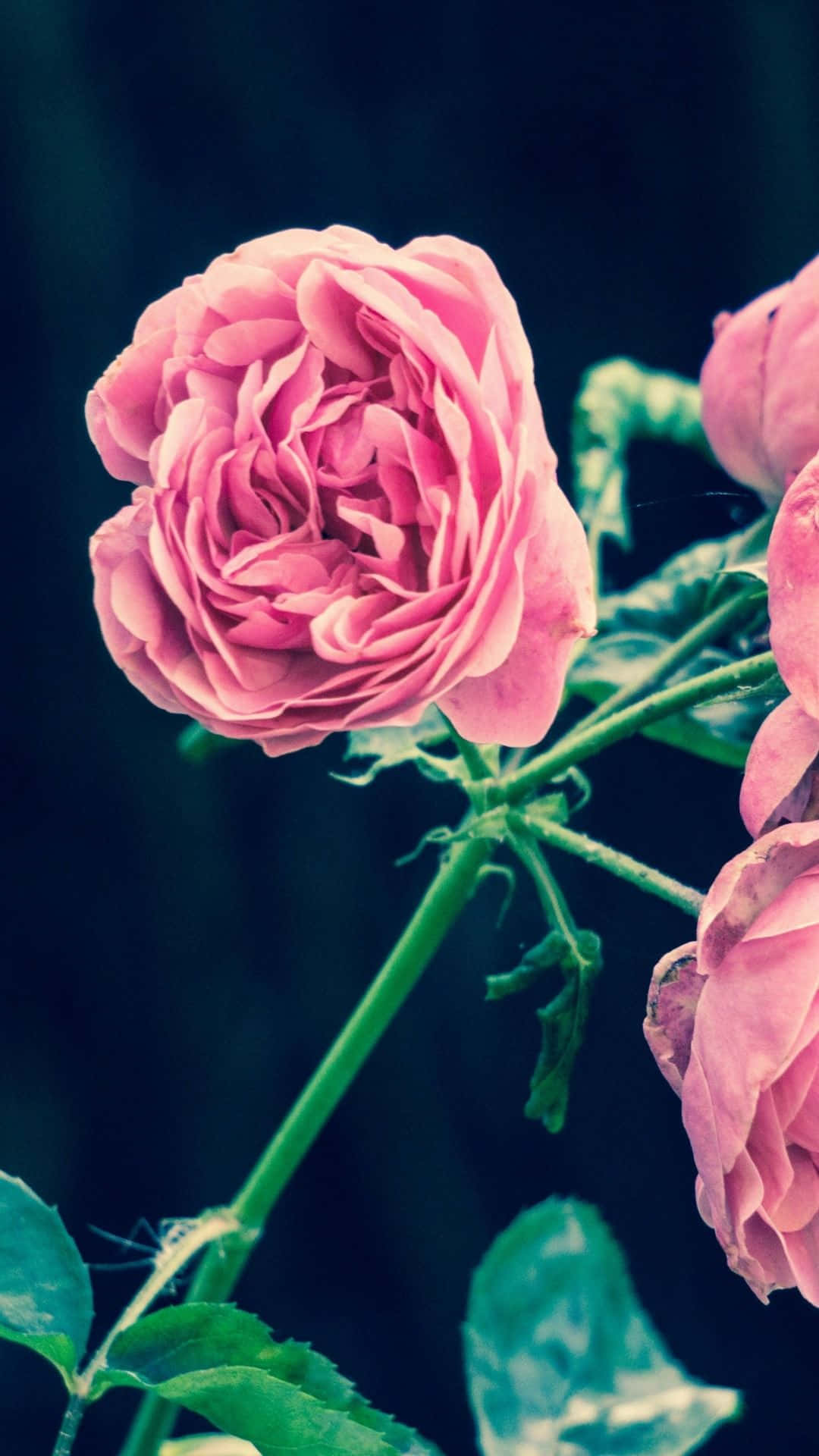 花 iPhone 桌布 壁紙 — 深青綠色背景上，一朵柔軟粉紅玫瑰的特寫，花瓣層層疊疊。