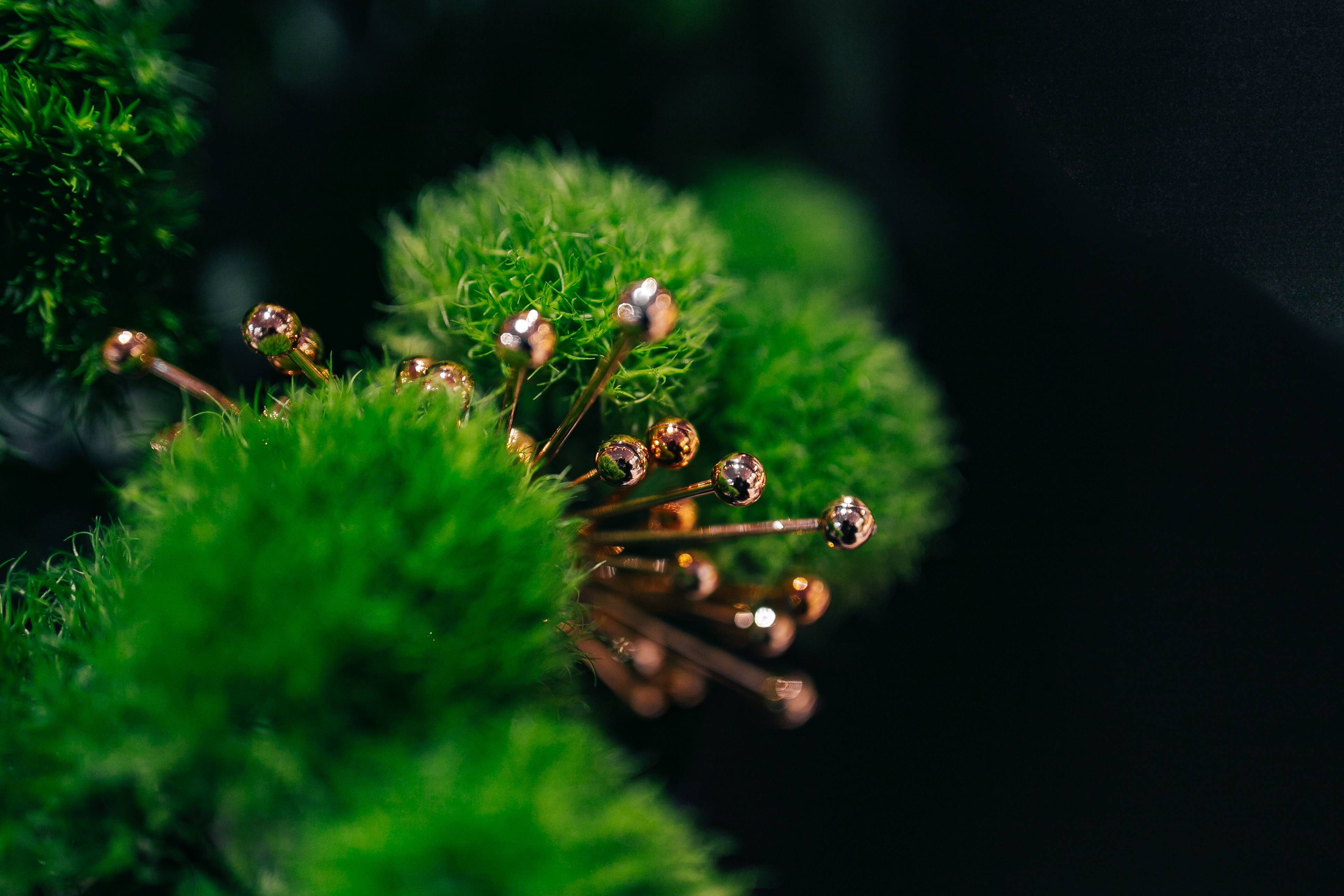 Plant Aesthetic 桌布 壁紙 — 深黑色背景上，鮮綠色苔蘚叢點綴著精緻的金色別針。