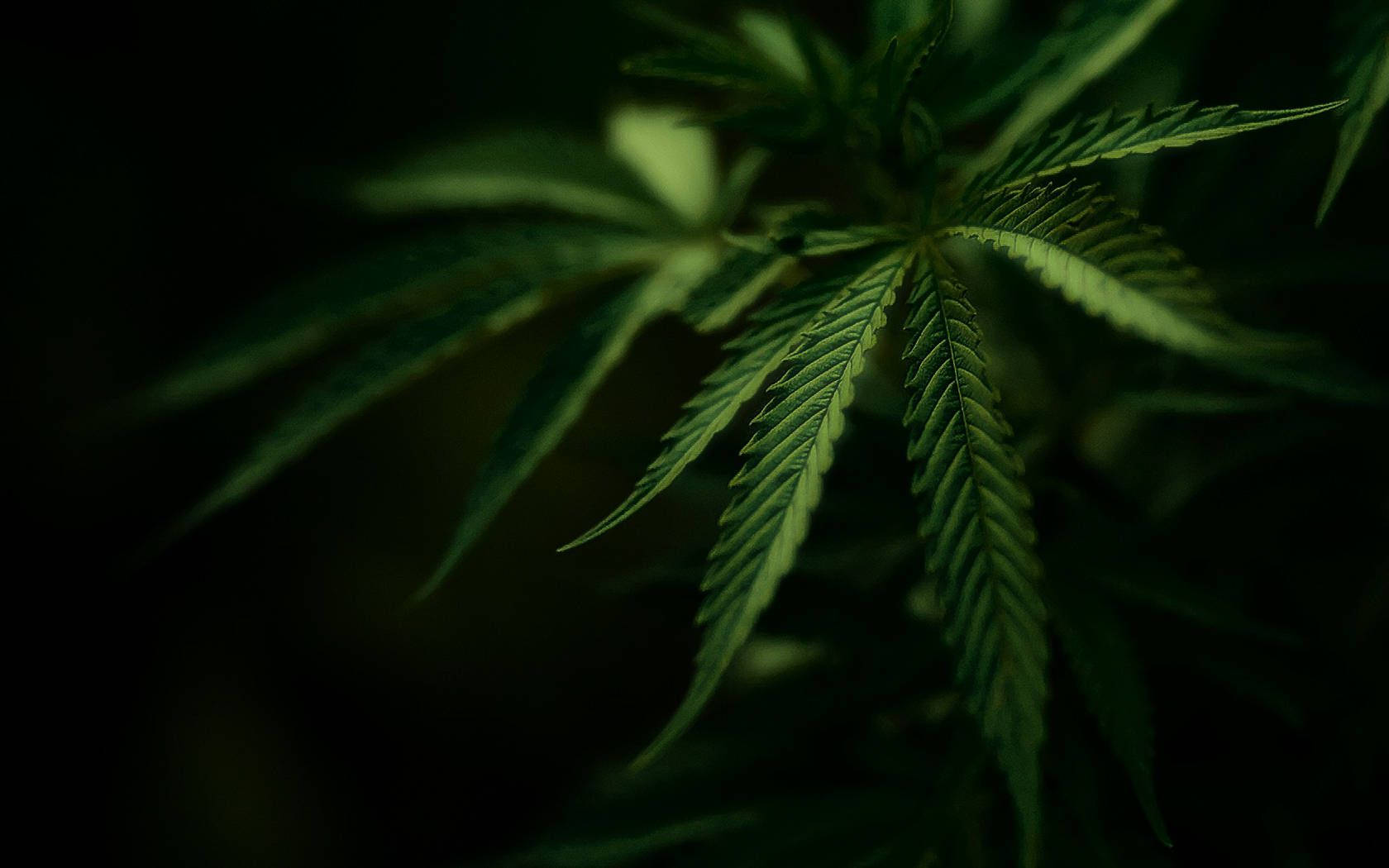 大麻 桌布 壁紙 — 深黑色背景下，充滿活力的綠色大麻葉特寫，柔和發光。