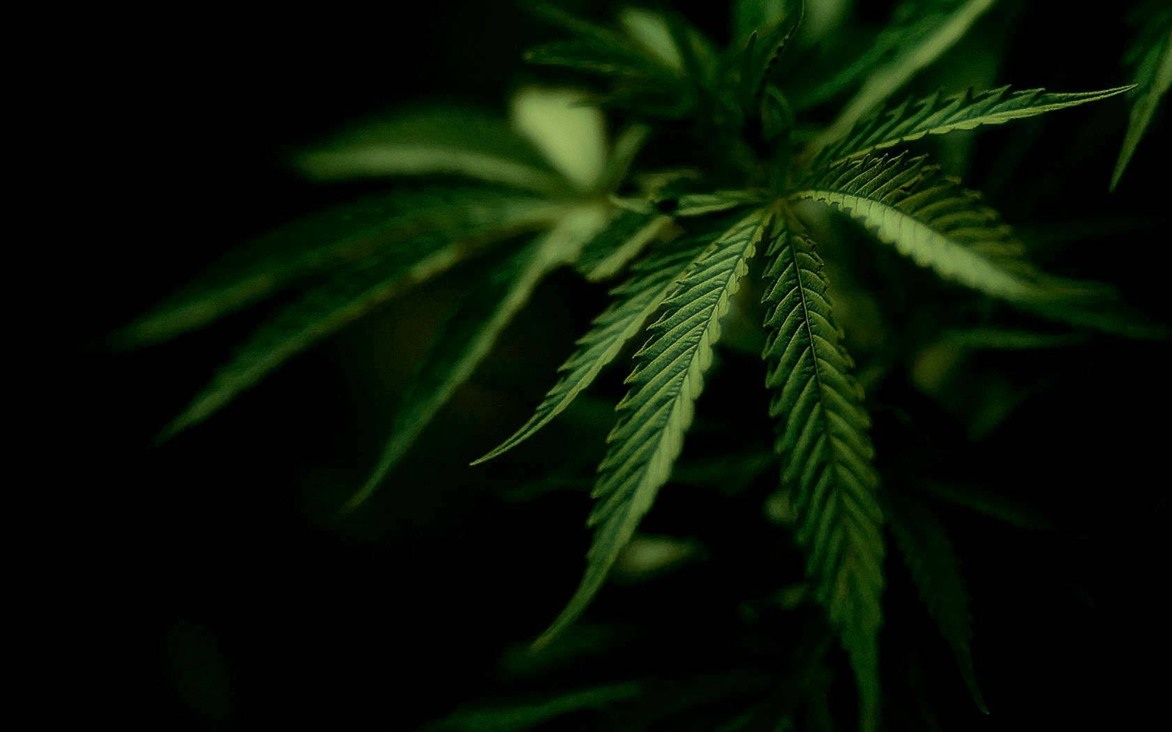 大麻 桌布 壁紙 — 深黑色背景下，充滿活力的綠色大麻葉子柔和發光的特寫。