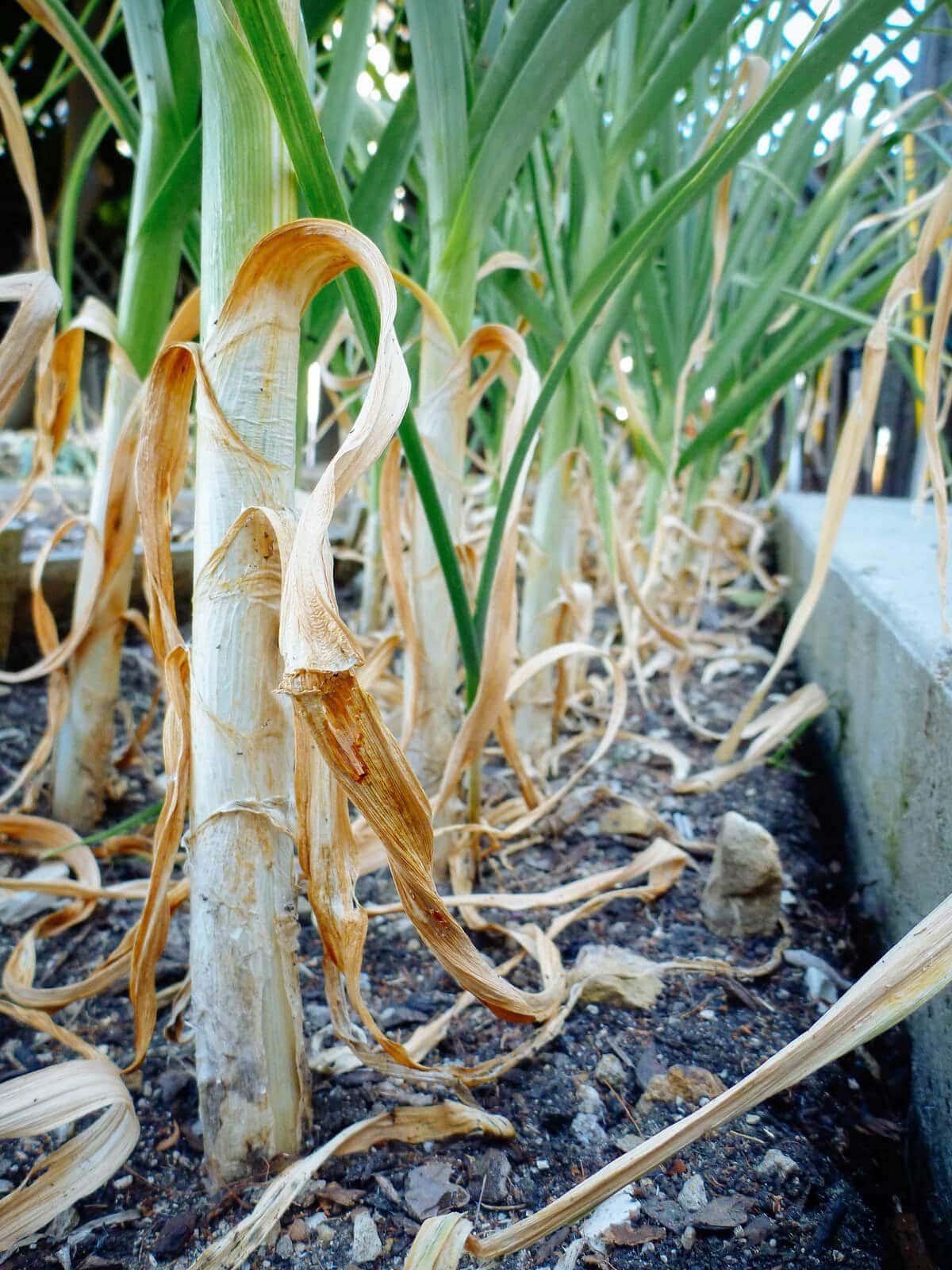 Garlic Plant 桌布 壁紙 — 混凝土邊旁暗色土壤中枯萎大蒜植物的特寫，帶有乾燥捲曲的葉子。