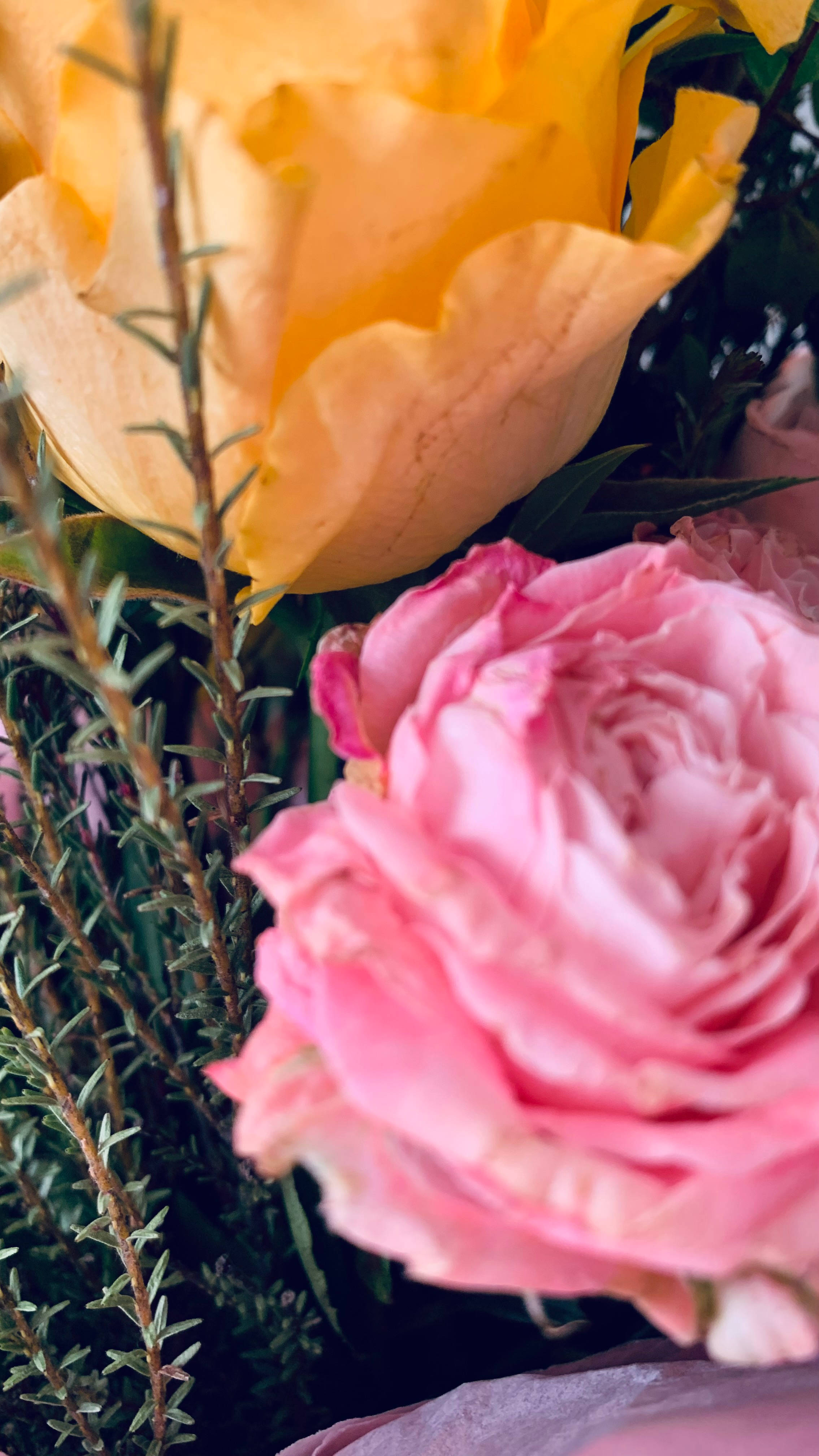 Aesthetic Rose 桌布 壁紙 — 淺景深下，柔和的粉紅玫瑰和金黃玫瑰與綠葉的特寫。