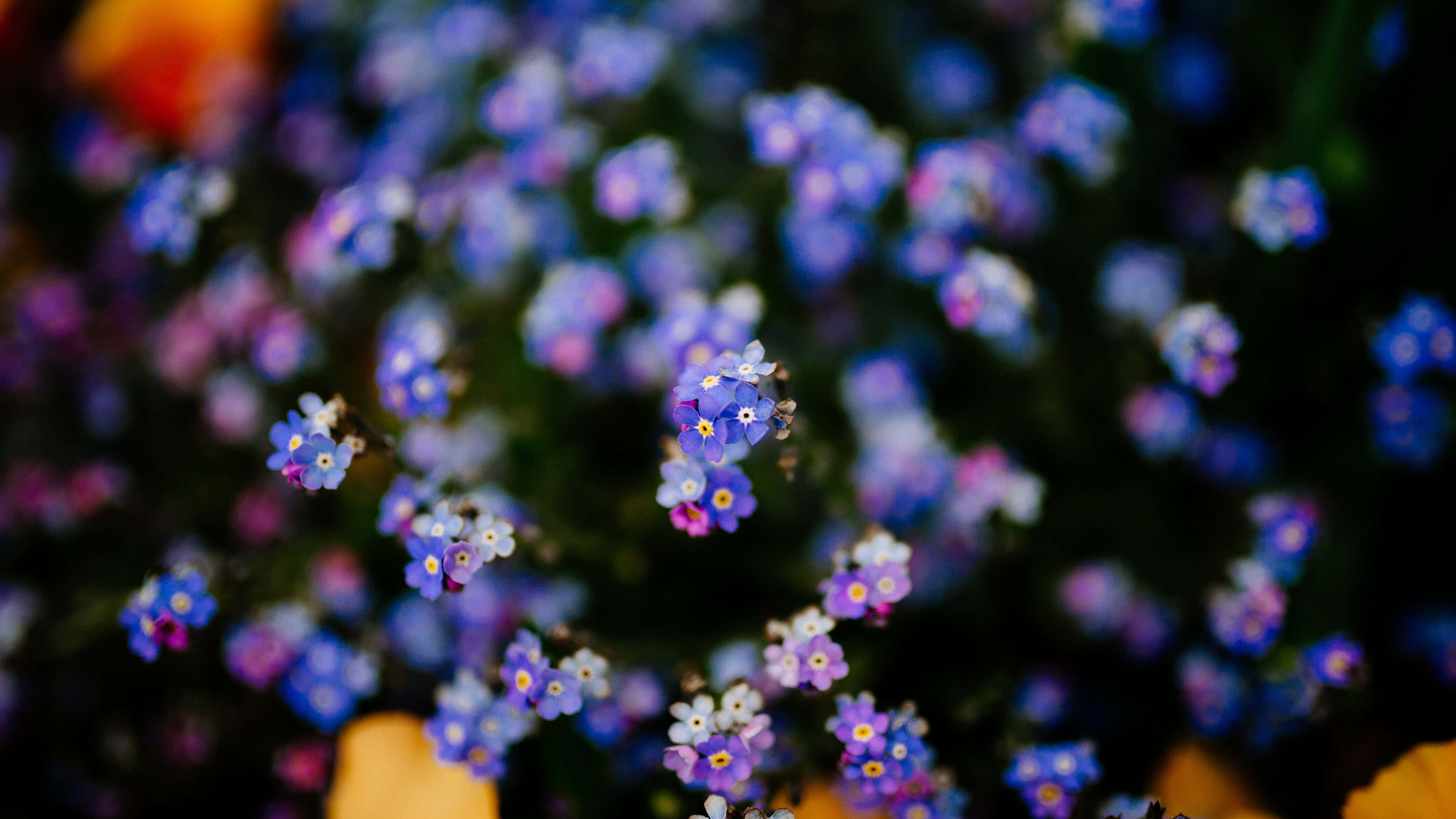 勿忘我花 桌布 壁紙 — 淺景深凸顯了柔和的藍色勿忘我，其黃色花蕊在柔焦花卉背景下格外清晰。