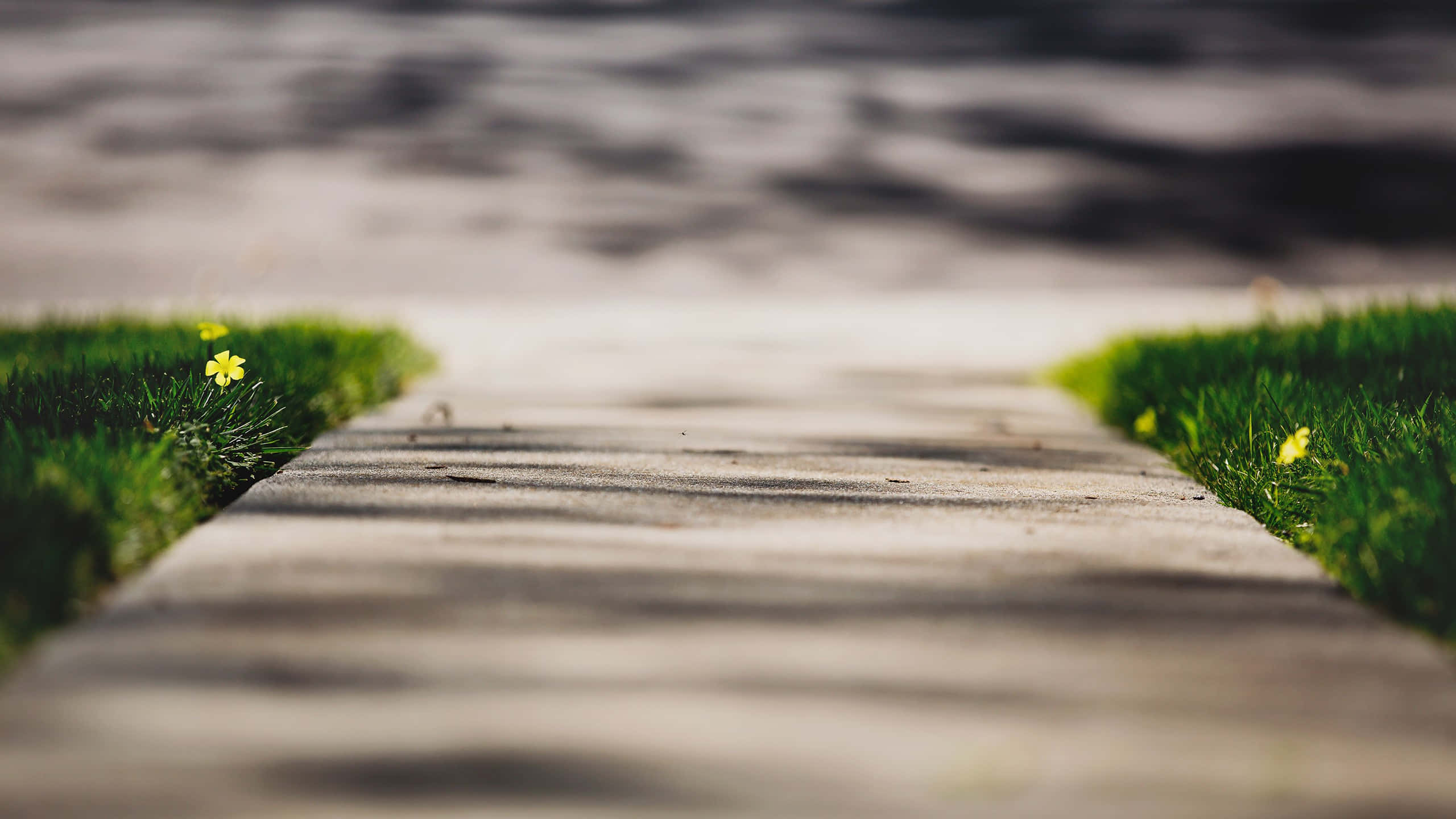 Sidewalk 桌布 壁紙 — 淺景深捕捉了一條陽光照射的混凝土小徑，兩旁是充滿活力的綠色草地，點綴著細小的黃色花朵。