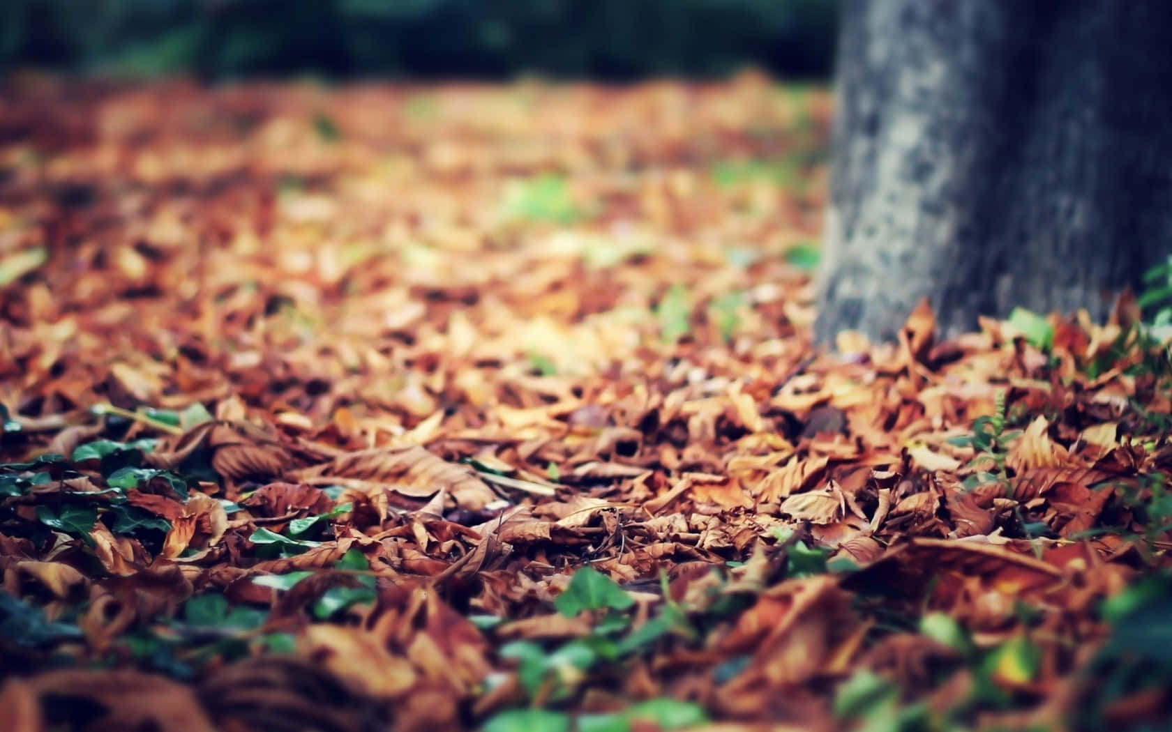 Vintage Autumn 桌布 壁紙 — 淺景深捕捉了森林中樹幹周圍散落的金棕色秋葉地毯。