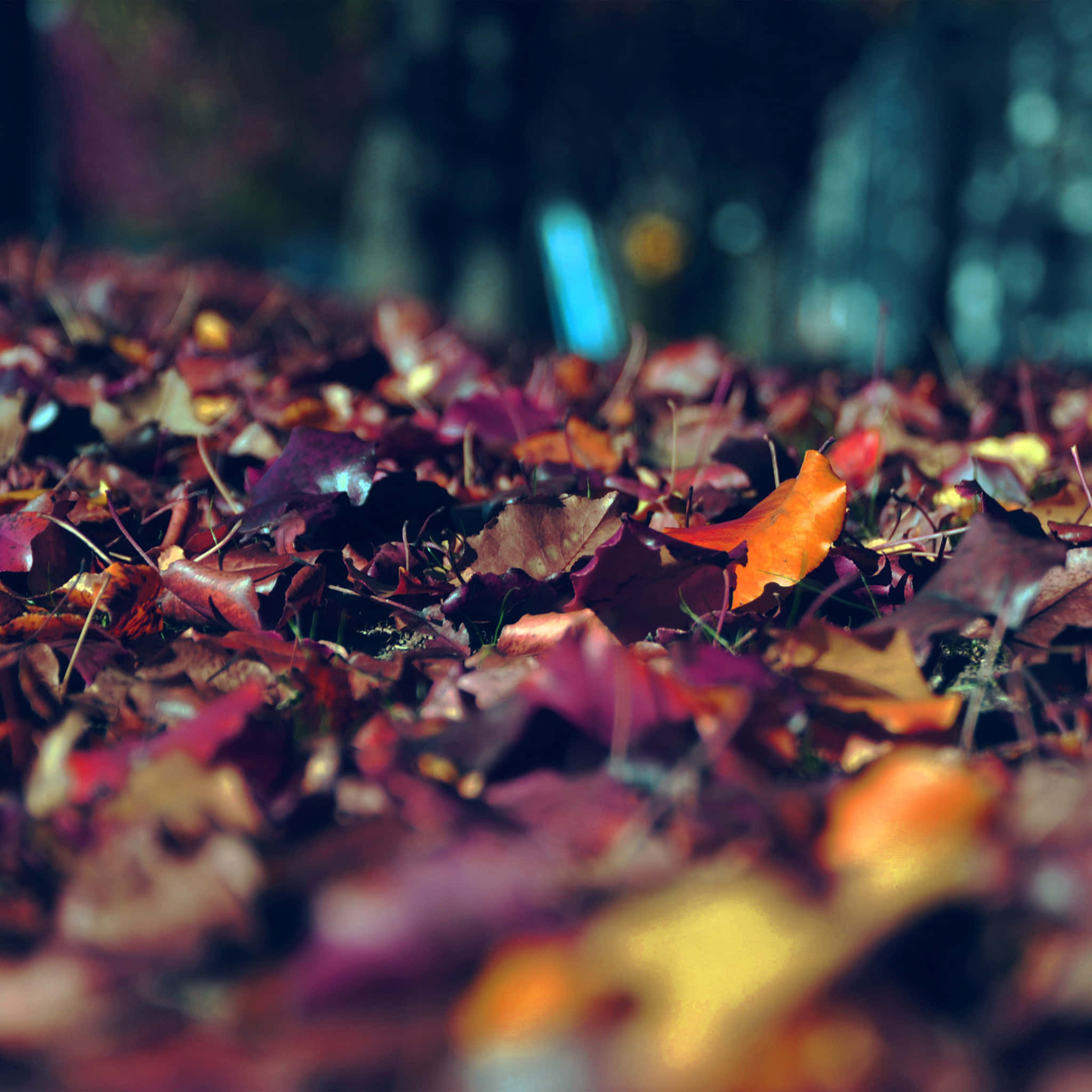 Fall 桌布 壁紙 — 淺景深捕捉了色彩鮮豔的秋葉地毯，呈現豐富的紅色、紫色和橙色，背景是模糊的森林。