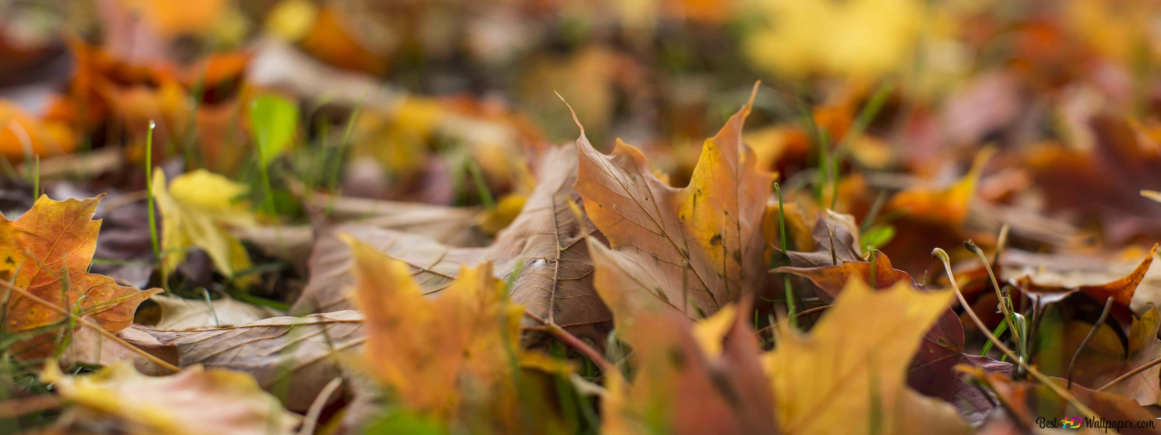 Fall Scenes 桌布 壁紙 — 淺景深捕捉到散落在綠色草地上的鮮豔秋葉，呈現橙色和棕色調。