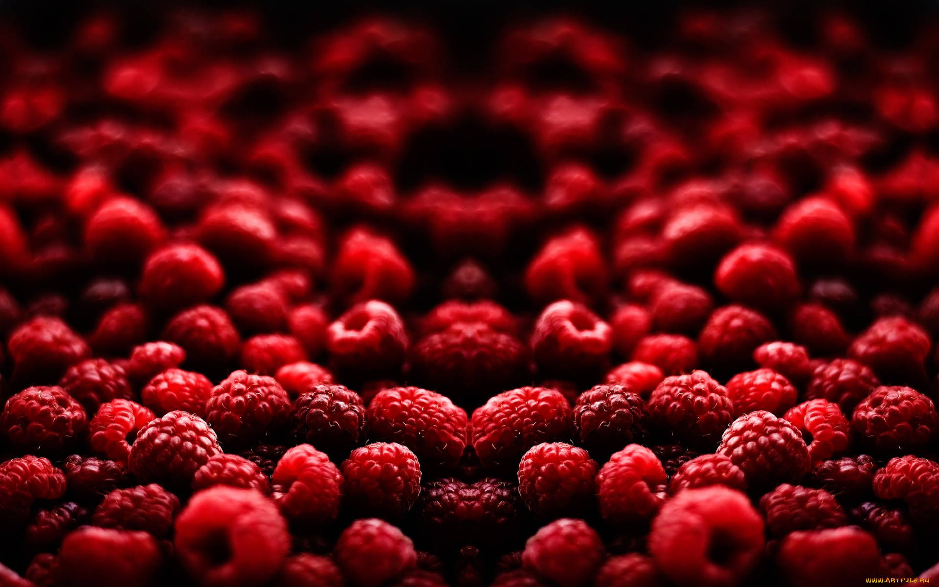 Raspberries 桌布 壁紙 — 淺景深捕捉到鮮紅色覆盆子的豐富細節，背景為深色模糊效果。