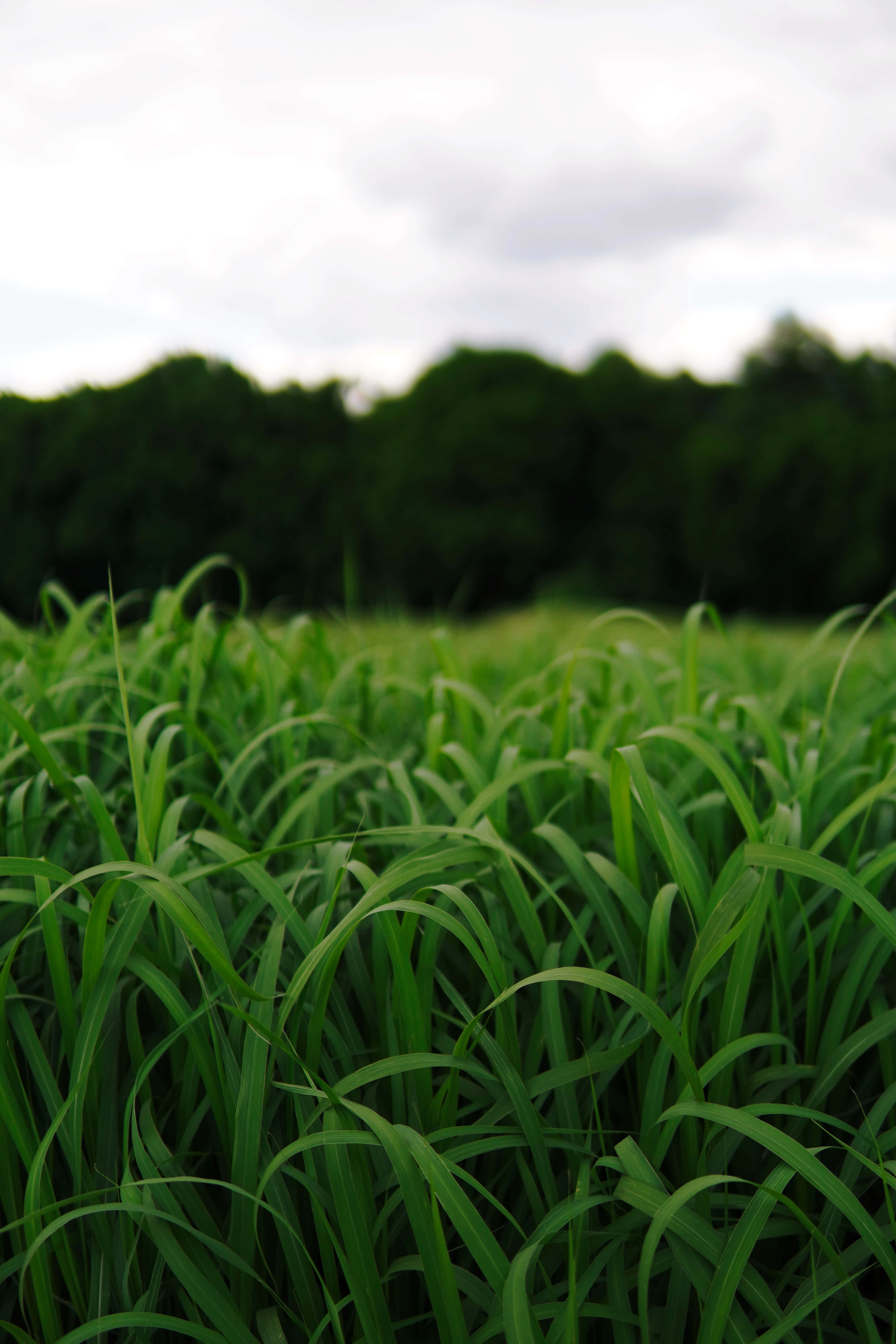 Grass 桌布 壁紙 — 淺景深捕捉到鮮綠色草葉的清晰焦點，背景是陰天天空下柔和模糊的森林。