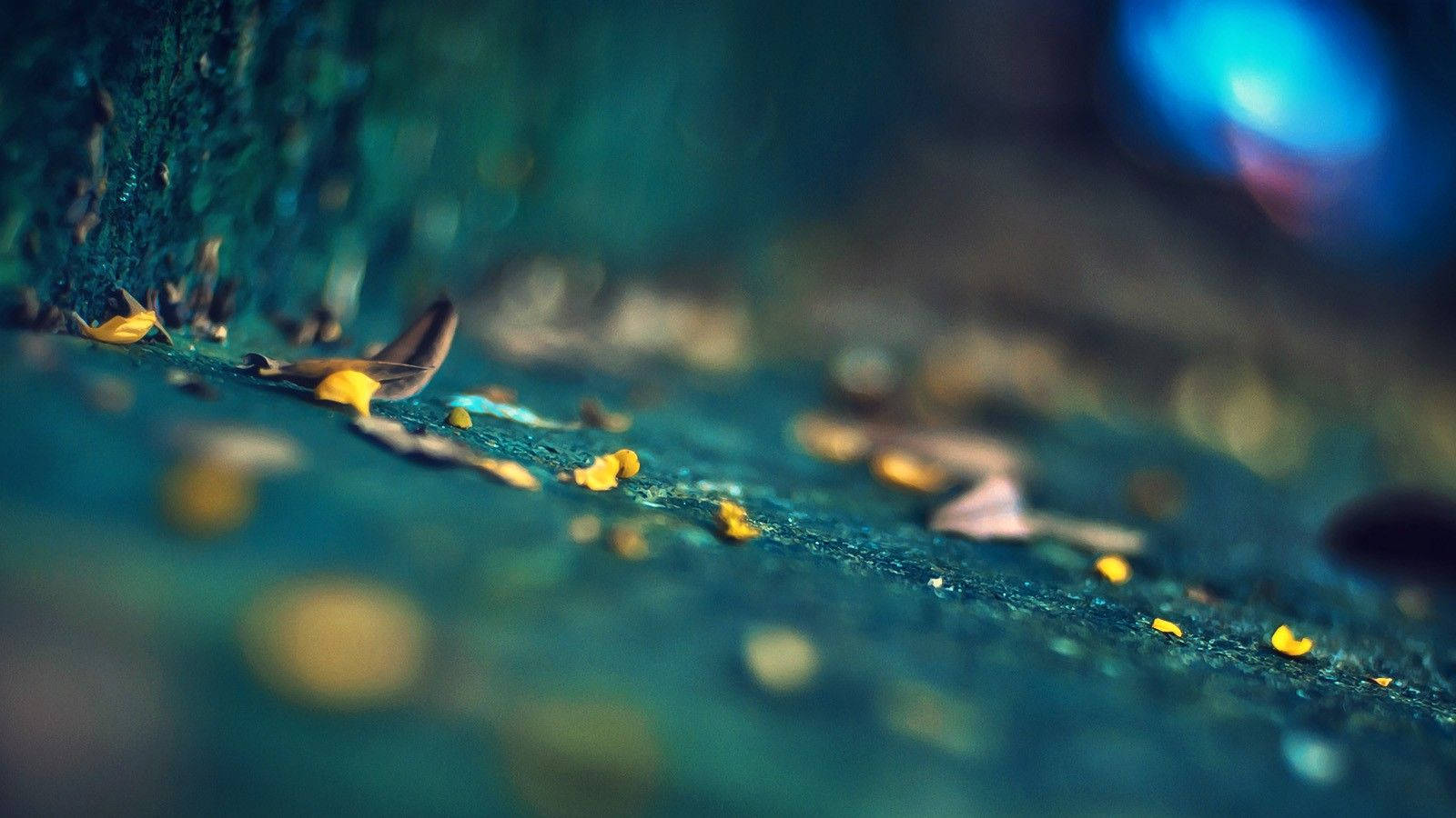 攝影 桌布 壁紙 — 淺景深捕捉散落在有紋理的青綠色表面上的黃色花瓣，背景是模糊的藍色散景。