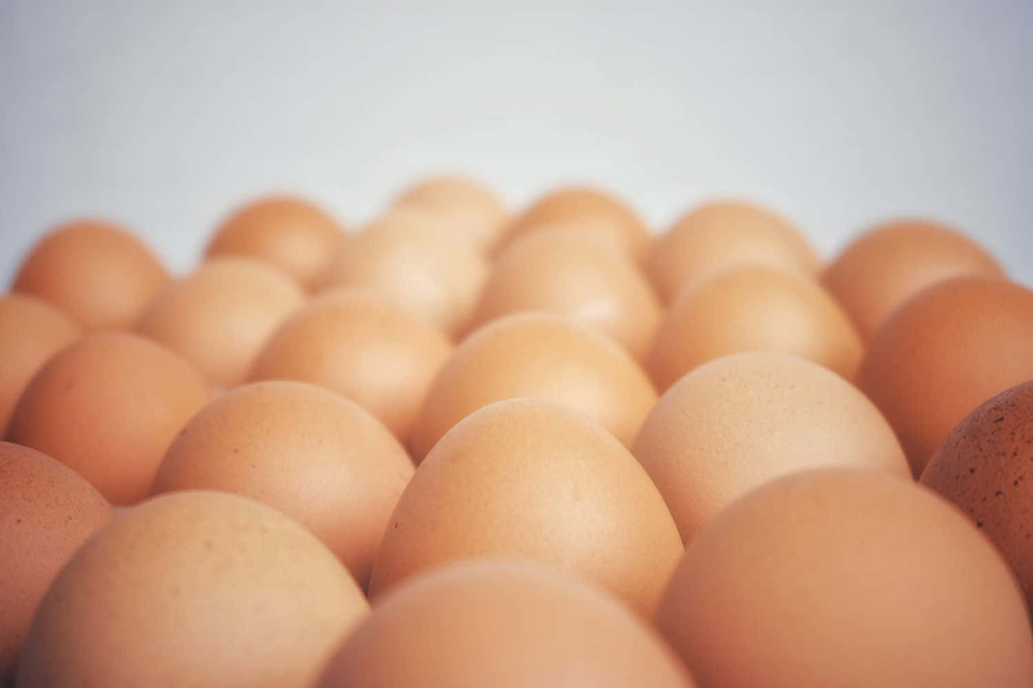 Eggs 桌布 壁紙 — 淺景深特寫，大量棕色雞蛋在淡色背景上以柔和漸層排列。