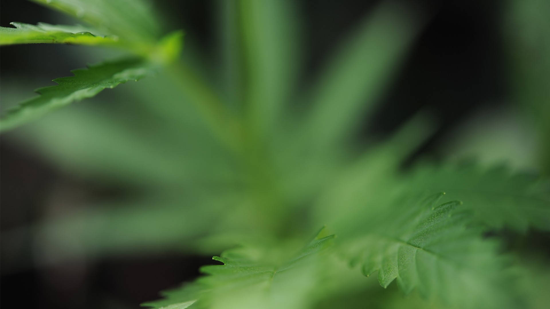 大麻葉特寫，背景模糊