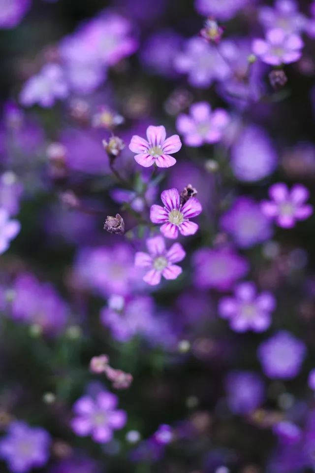 桌布 壁紙 — 淺景深突出了柔焦花卉背景中精緻的粉紫色花朵。