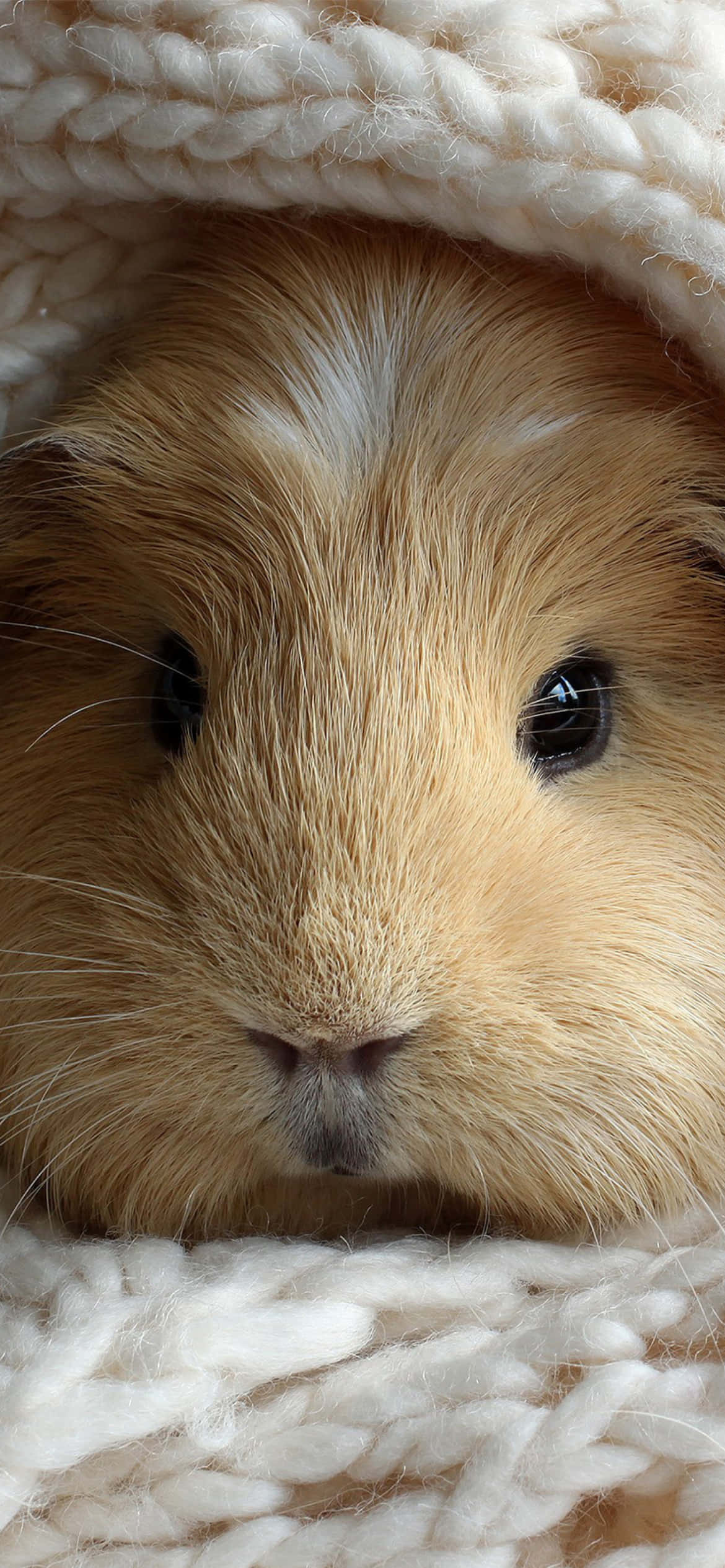guinea pig 桌布 壁紙 — 淺棕色天竺鼠深色眼睛從柔軟白色針織毯子下探出頭來的特寫。