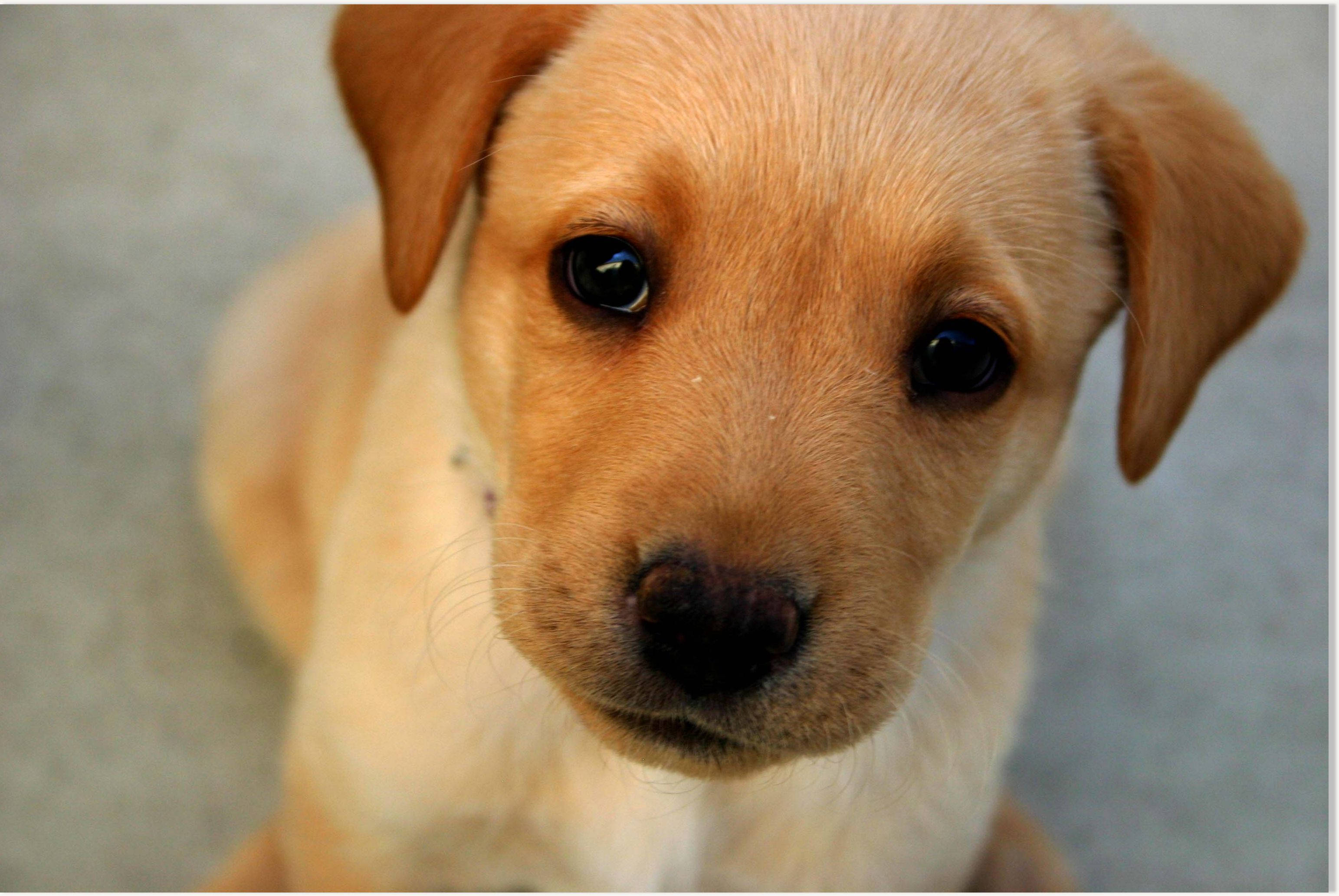 Cute Puppy 桌布 壁紙 — 淺棕色小狗的大特寫，有著大大的深色眼睛，直視鏡頭。