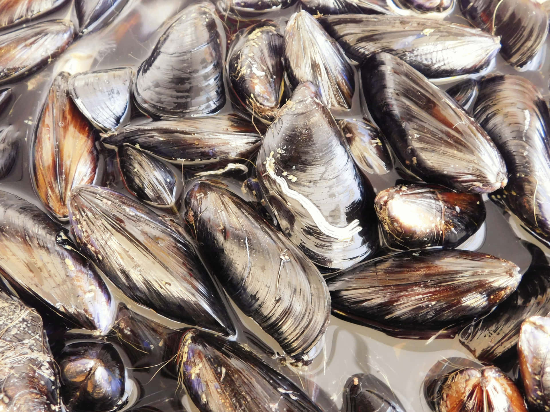 Mussels 壁紙 — 淺水中光澤深色淡菜聚集的特寫，可見鹽水和藤壺狀紋理。