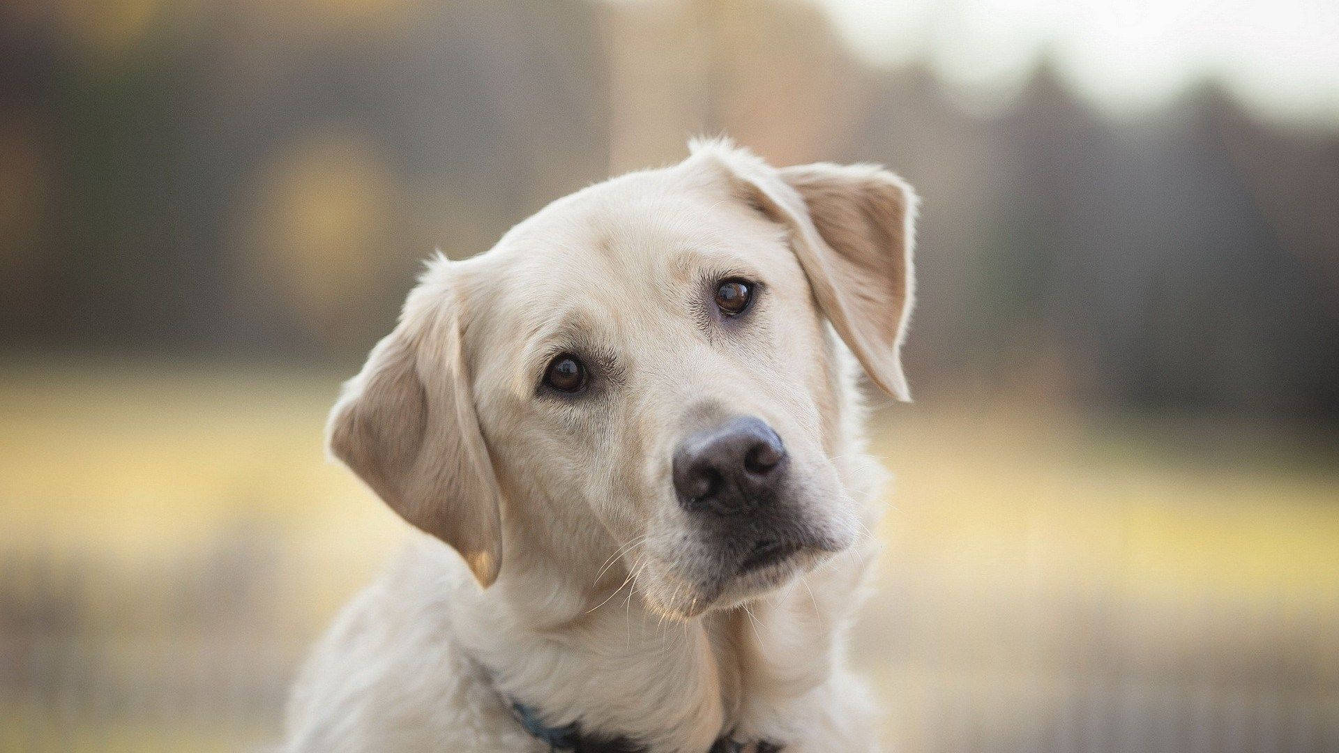 Labrador 桌布 壁紙 — 淺色拉布拉多尋回犬的特寫，溫柔地凝視，背景是溫暖的金色模糊效果。