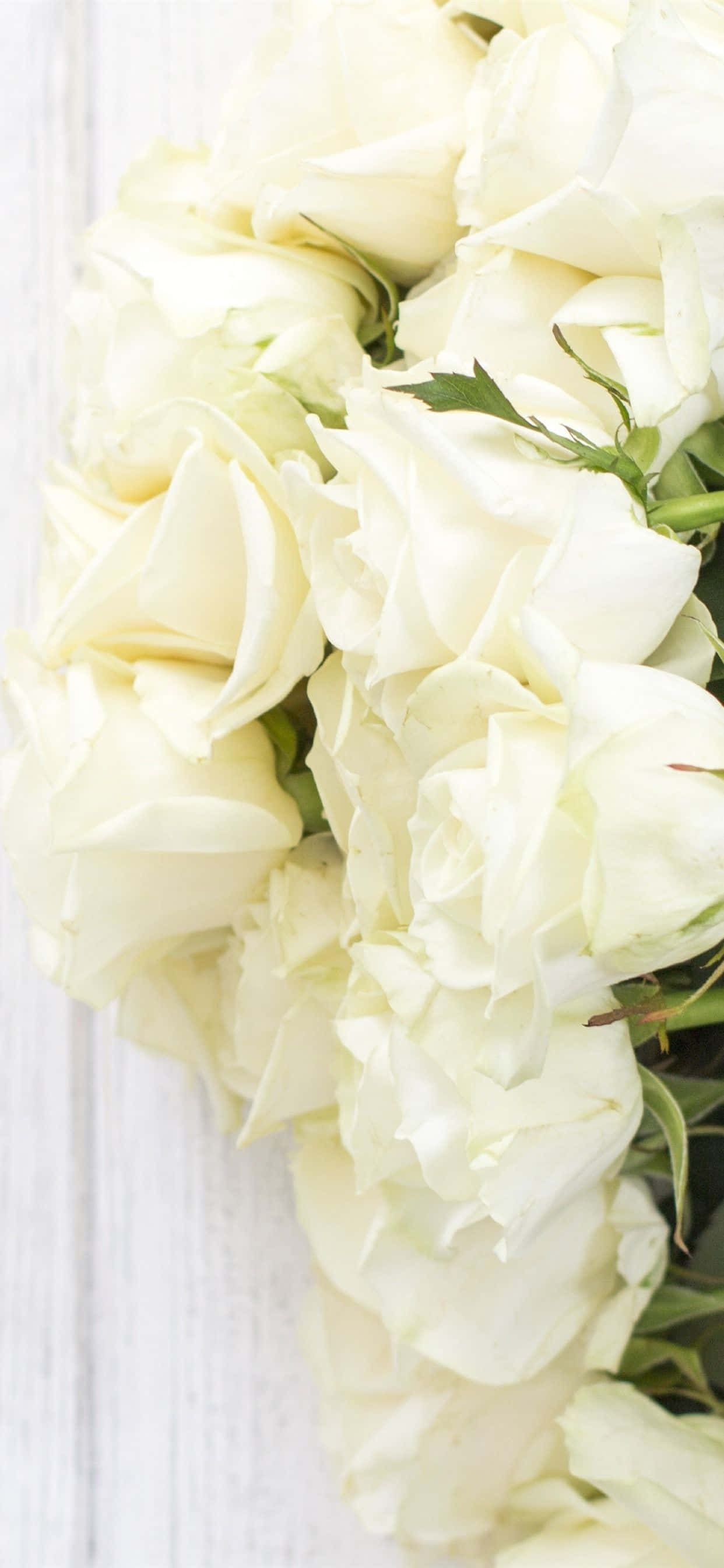 White Roses iPhone 桌布 壁紙 — 淺色木面上帶綠色莖的奶油白玫瑰特寫。
