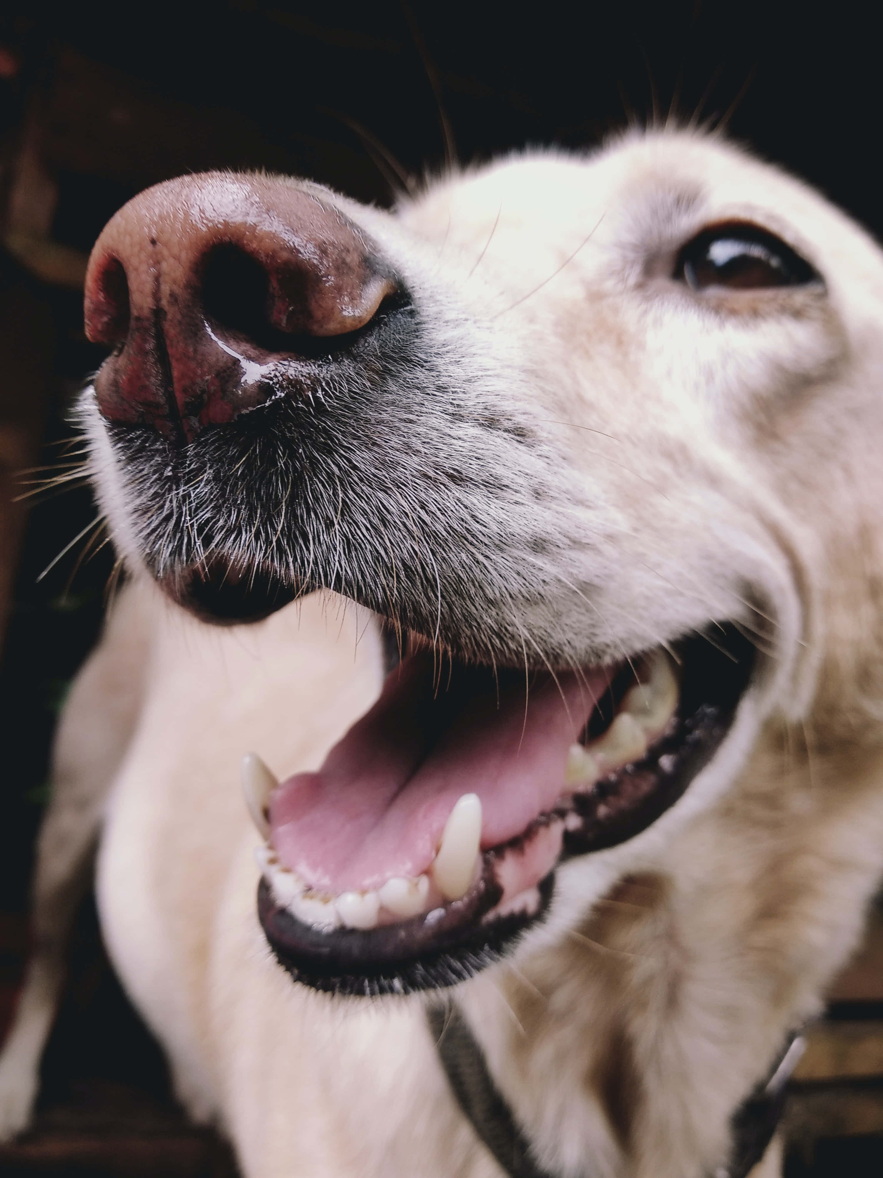 Funny Pet 桌布 壁紙 — 淺色狗狗在深色背景下張大嘴巴露出喜悅表情的特寫。