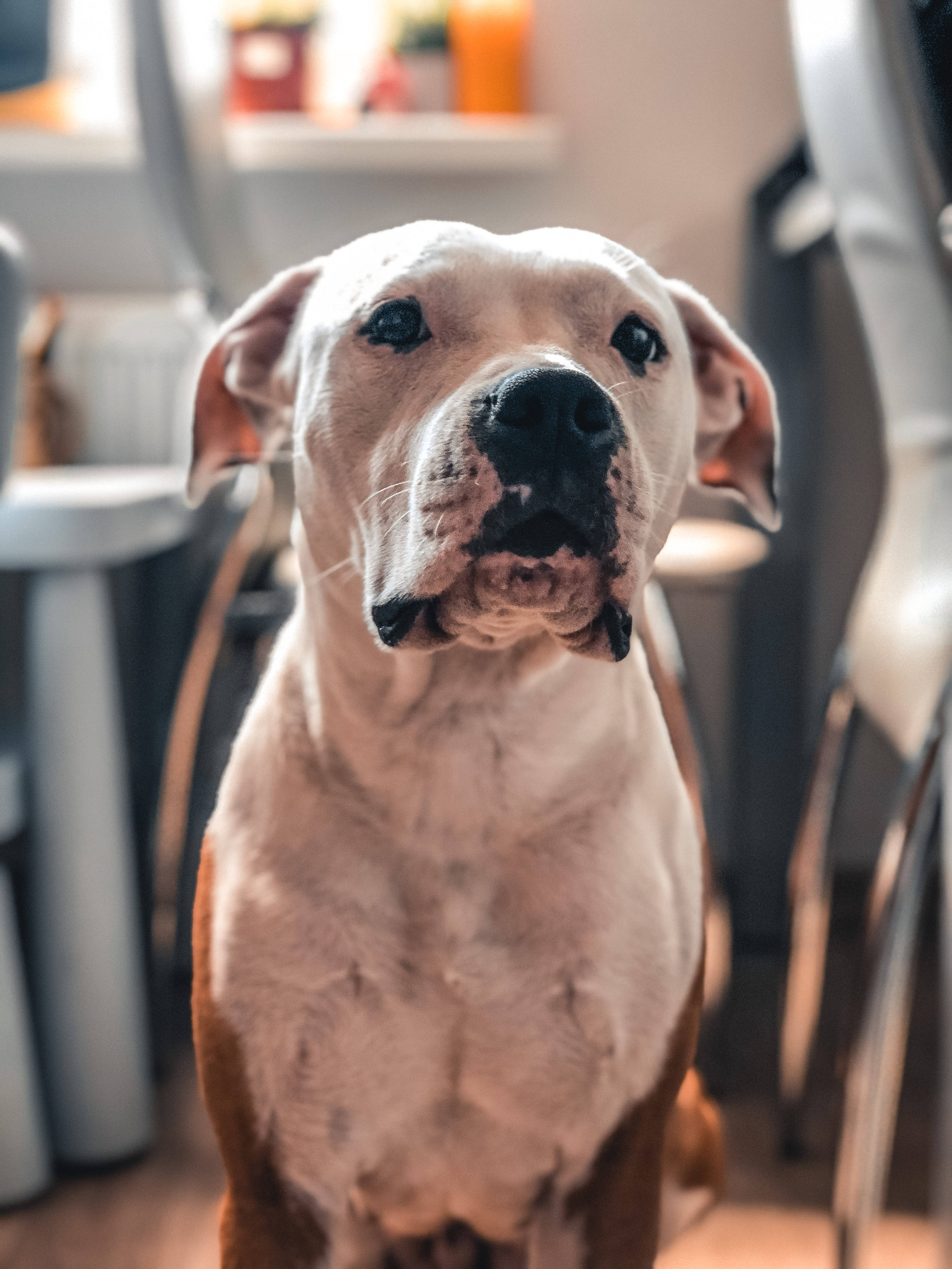 Pitbull 桌布 壁紙 — 淺色鬥牛犬的特寫，深色口鼻，表情豐富的眼睛，坐在室內直視鏡頭。