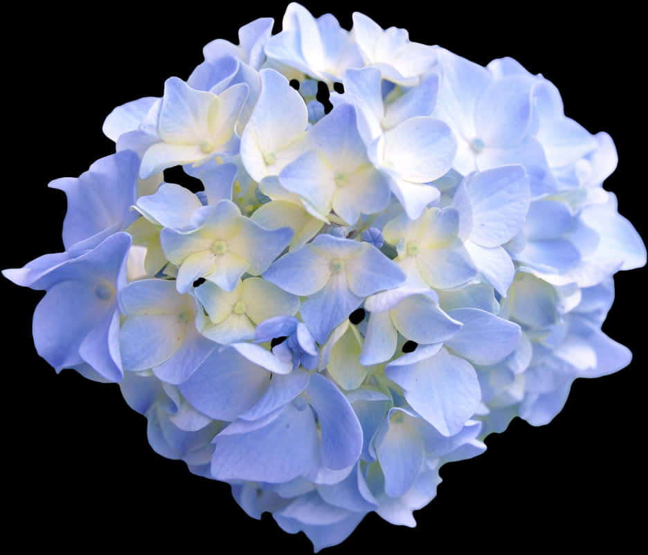Hydrangea 桌布 壁紙 — 淺藍色繡球花近拍，花心呈奶油色，背景為純黑色。